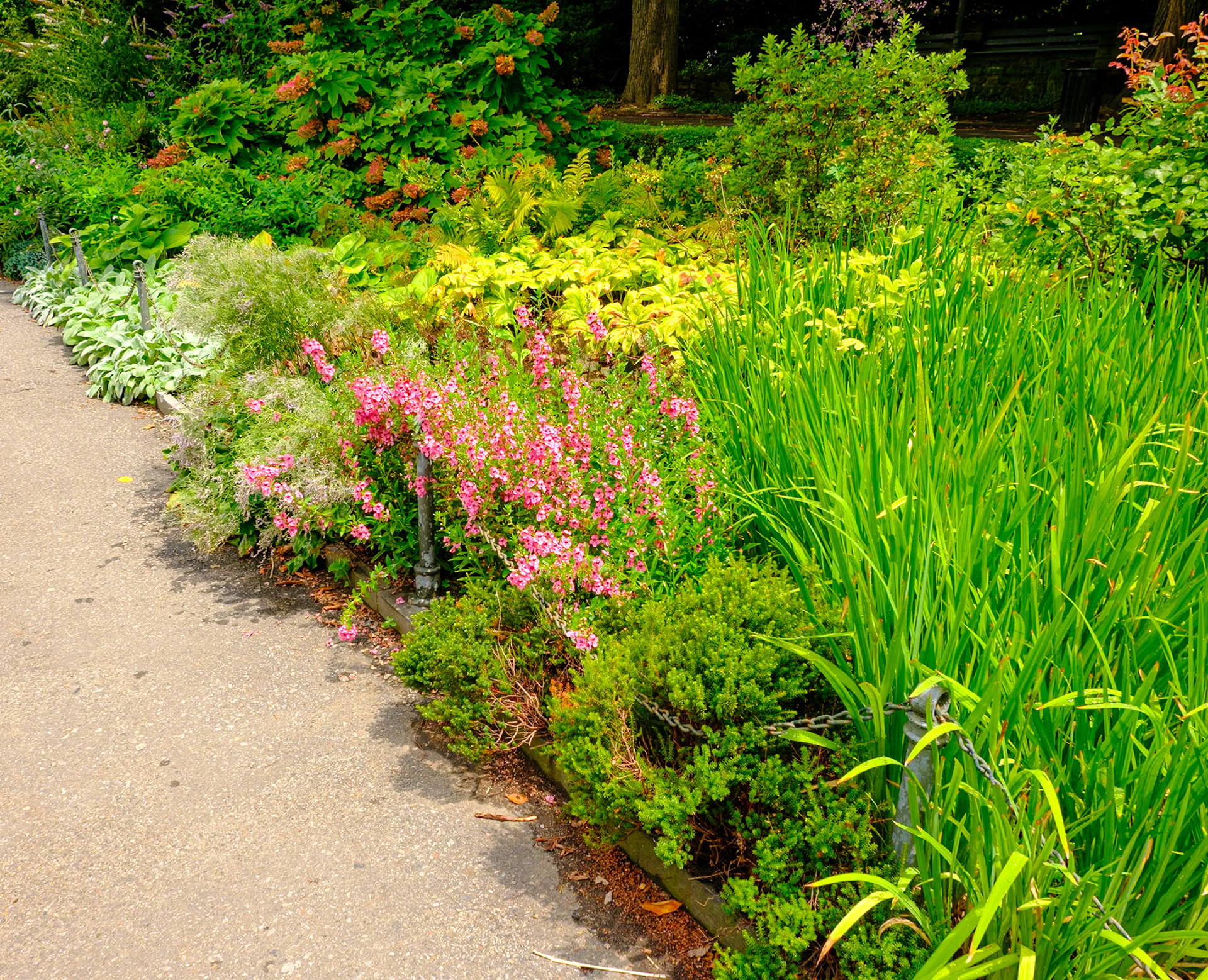 Pink Daisies Fronting Path at Fort Tryon July 2024
