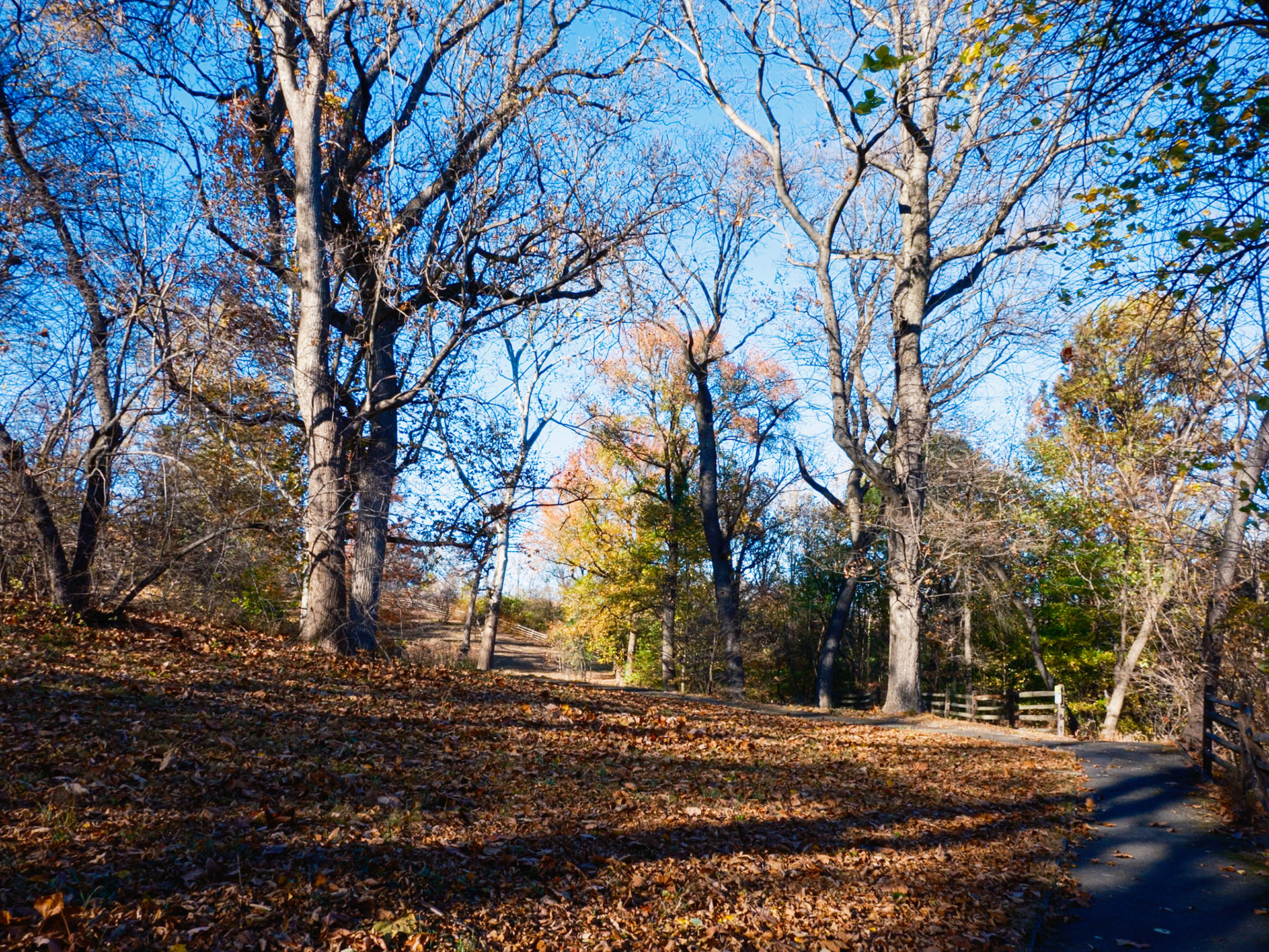 November Hillside at Bartram’s