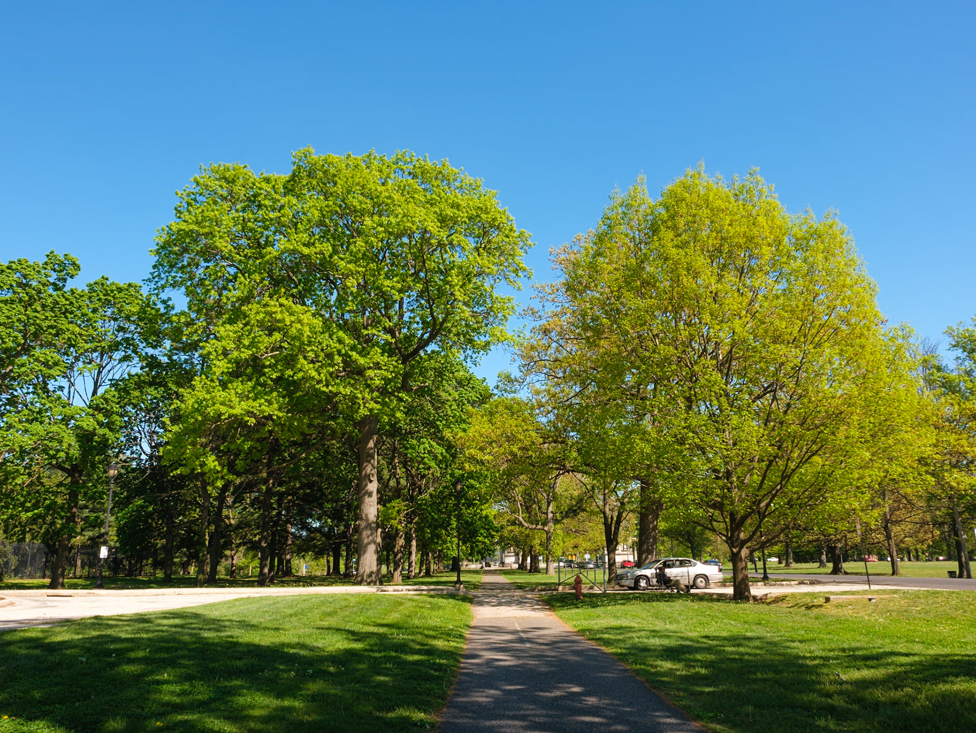 Looking East on Republic Avenue with Two Trees