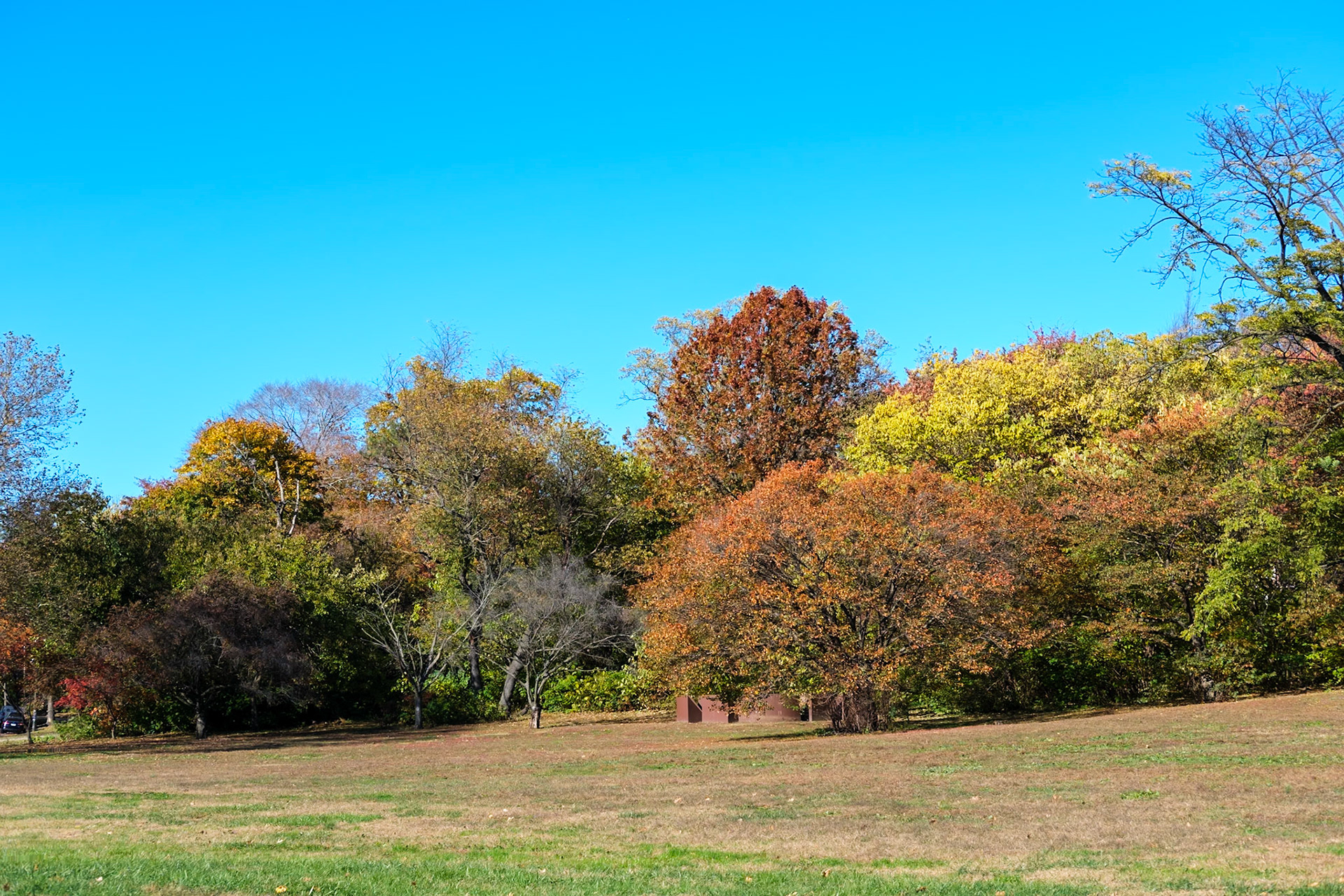 Hillside Grove of Trees Near Shed