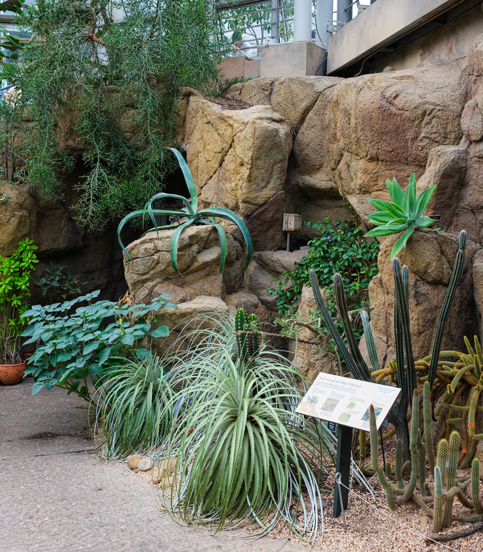 Rock Side Plants in Desert Hall Brooklyn Botanic