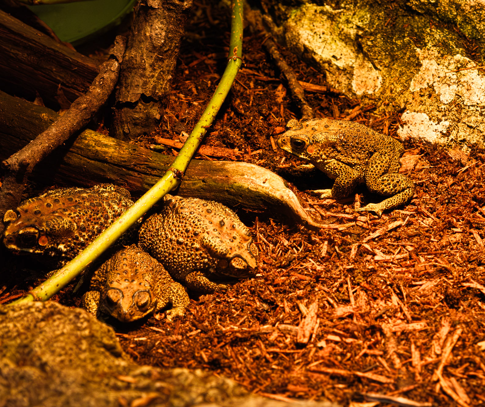 Pennsylvania Ground Frog Display