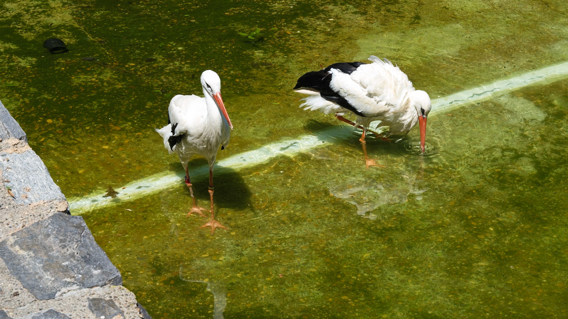 Two Long Bill Water Birds