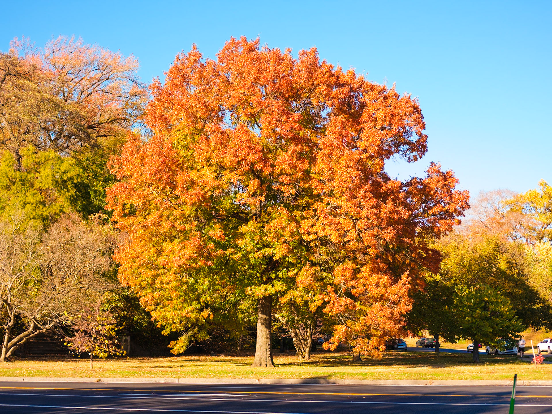 Tree at Start of Sedgley Drive