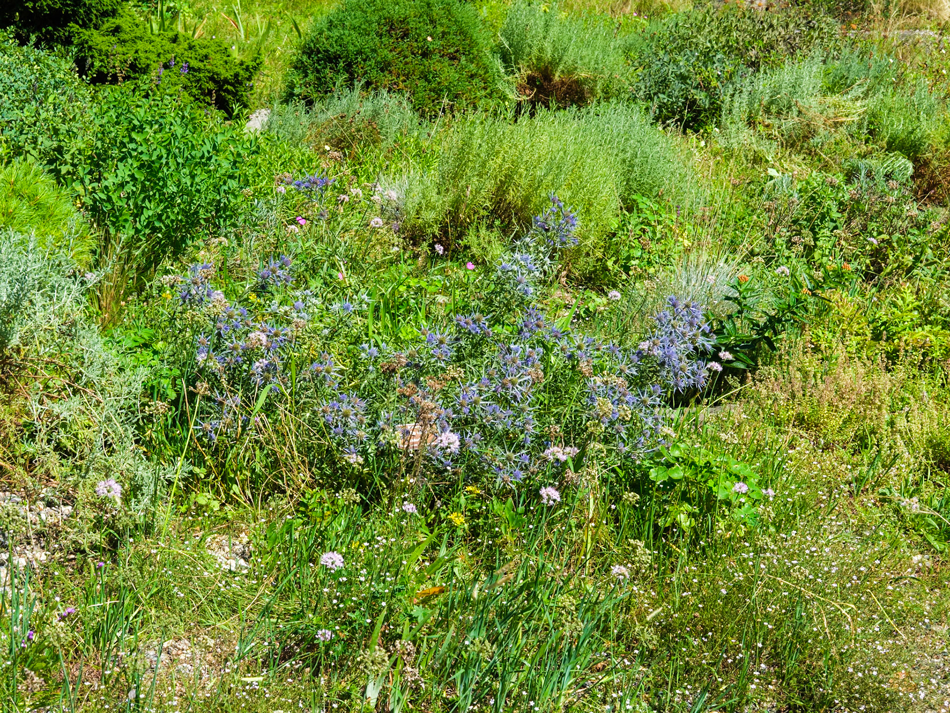 Rock Garden Field of Wildflowers at NYBG