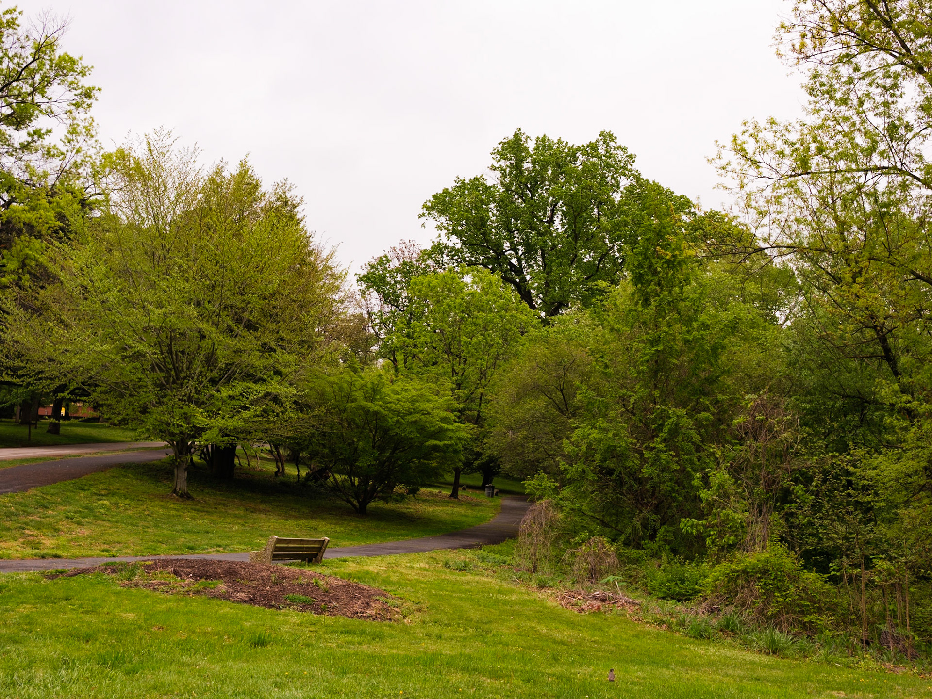 Bench and Trees along Path Along Lansdowne Drive