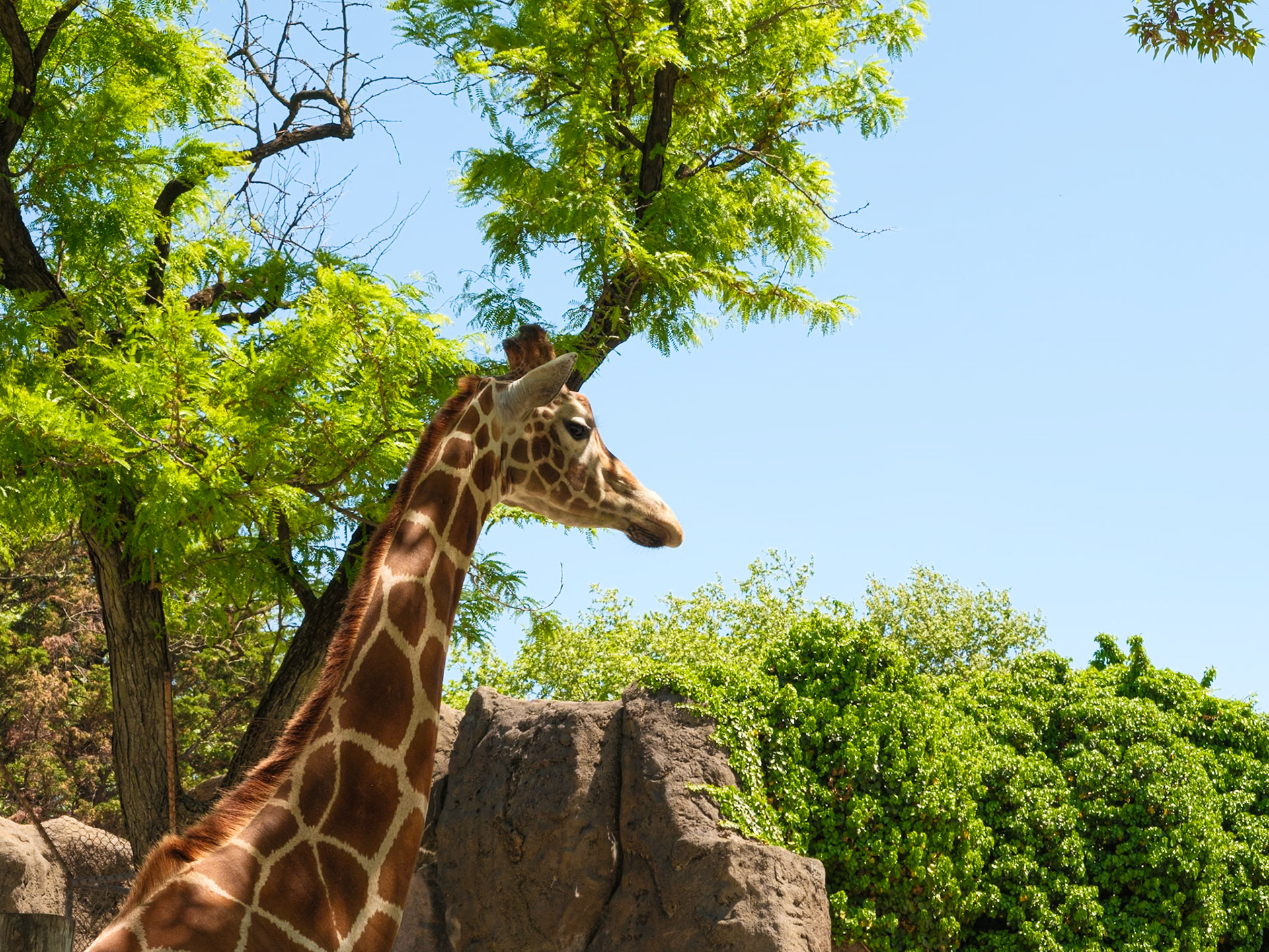 Close Up of Giraffe