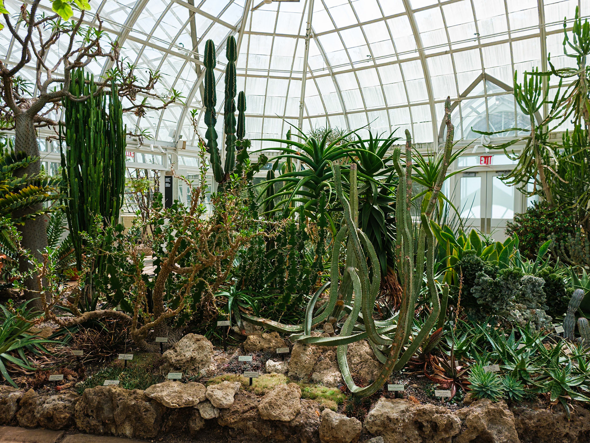 African Succulents