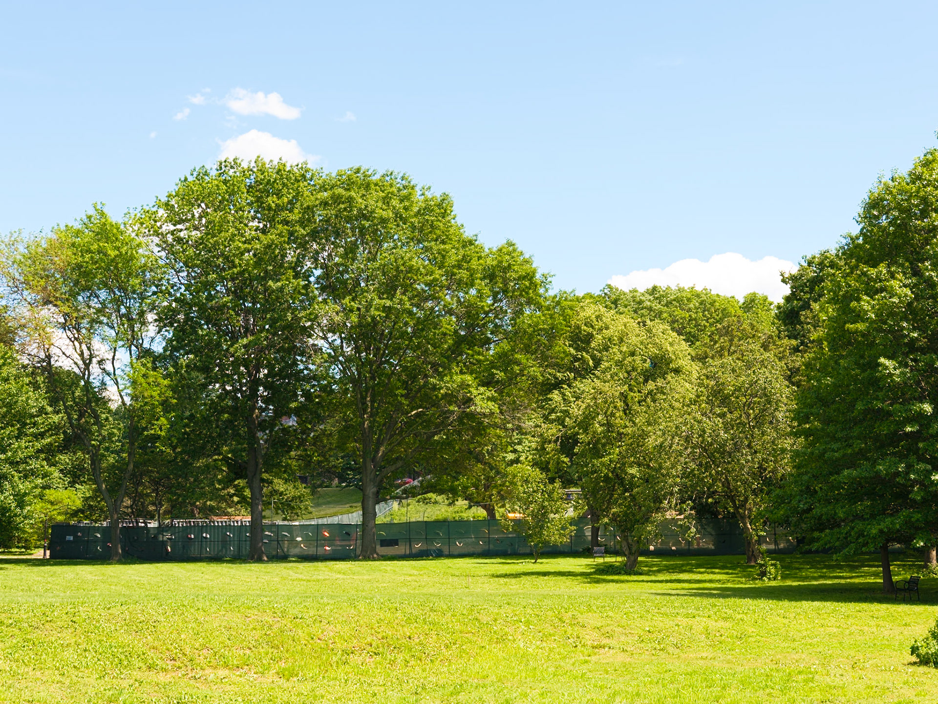 Three Meadow Trees
