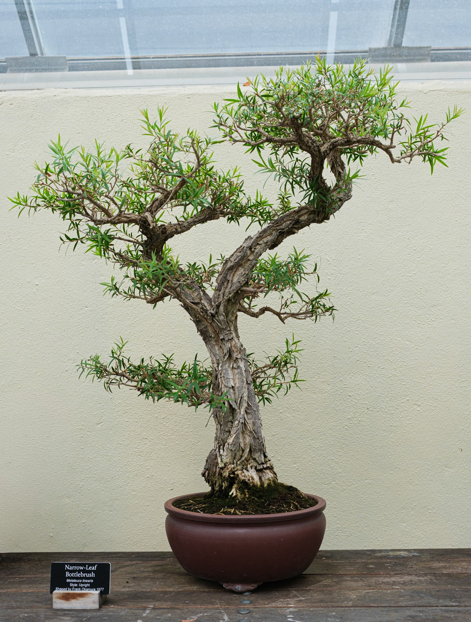 Narrow Leaf Bottlebrush Bonsai at Brooklyn Botanic
