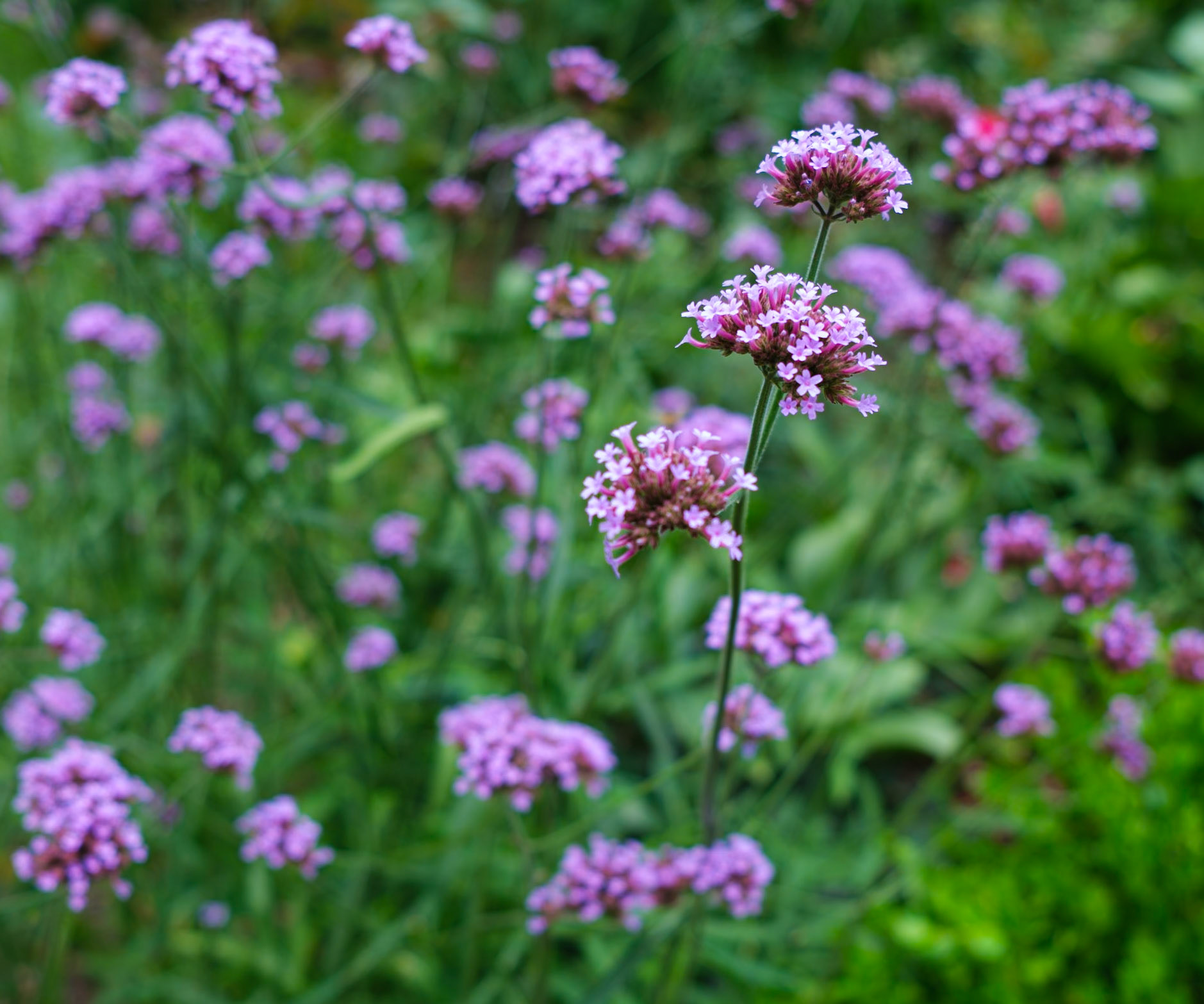 Little Orchids at Brooklyn Botanic