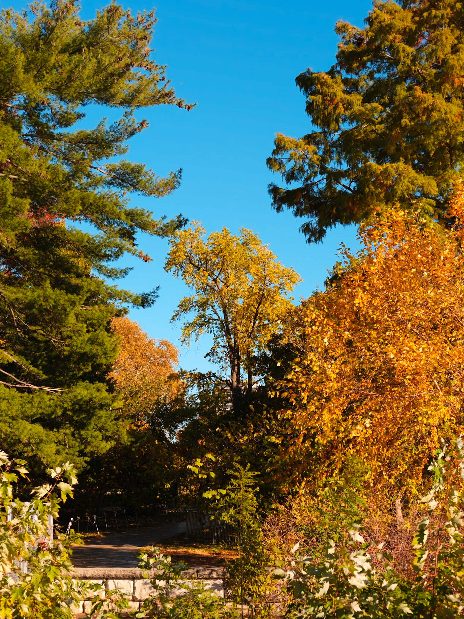 Tall Tree Between Pines at Fairmount