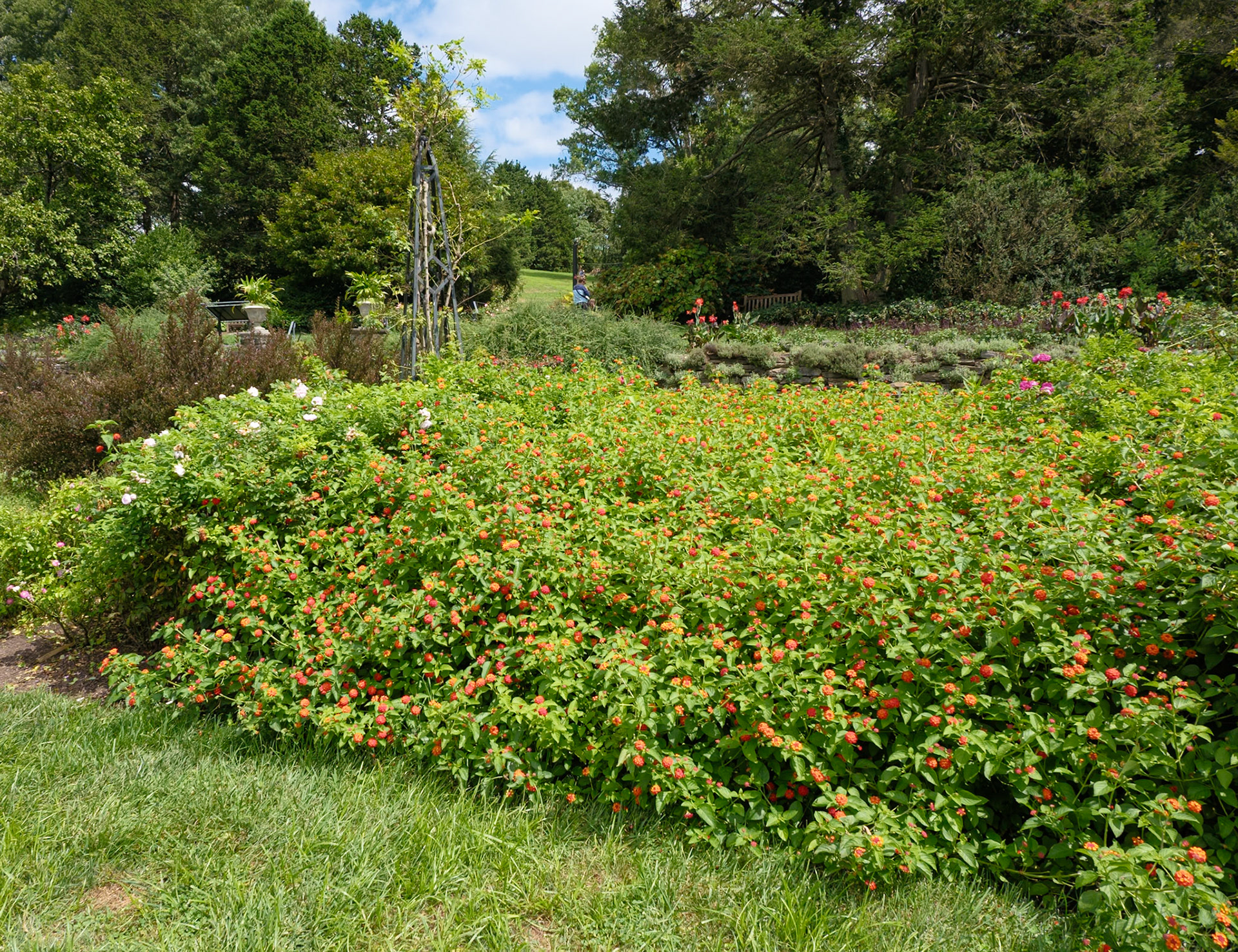 Garden with Bushes of Red Flowers Morris Arboretum August 2024