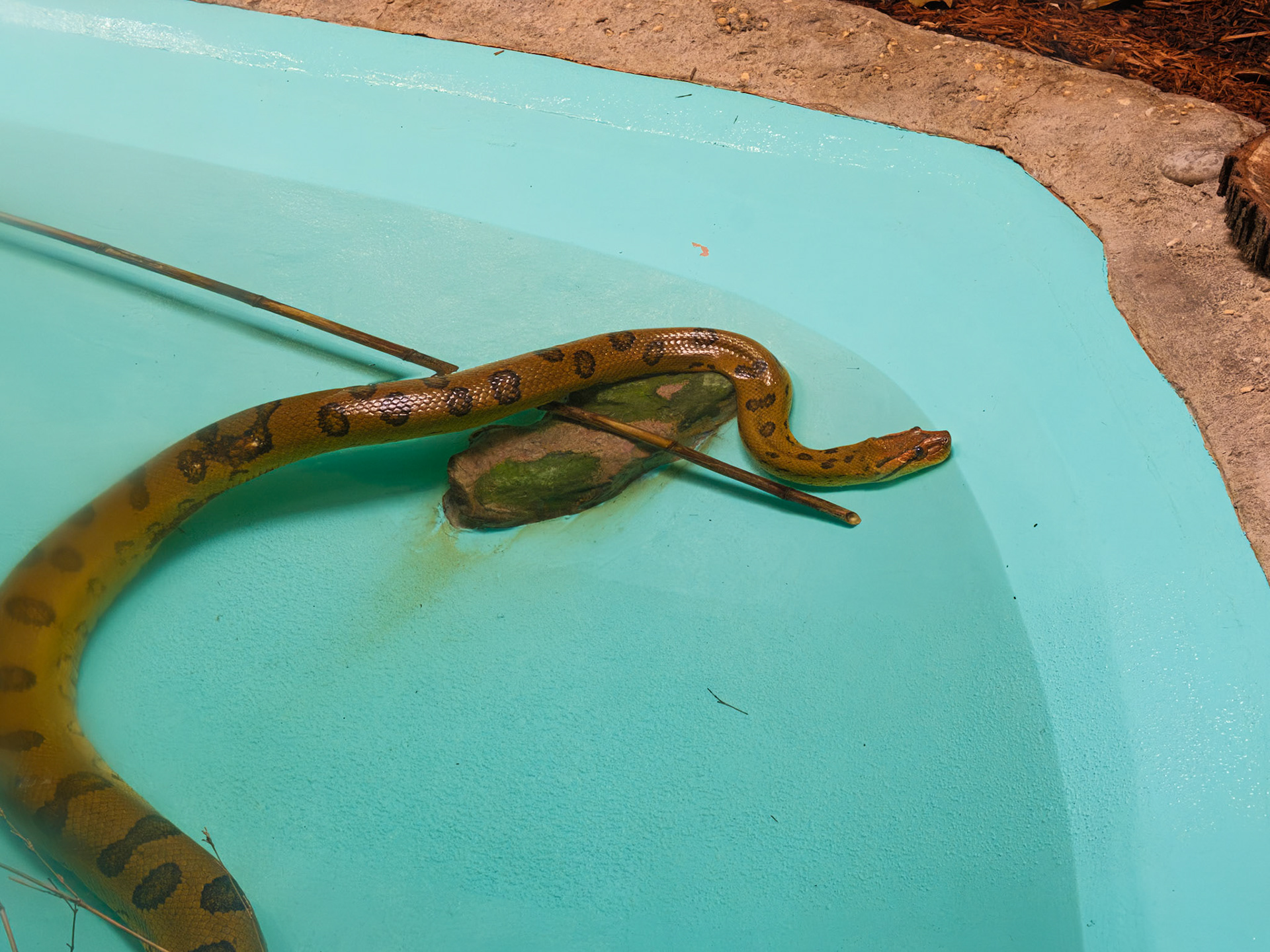 Anaconda Snake at the Philadelphia Zoo