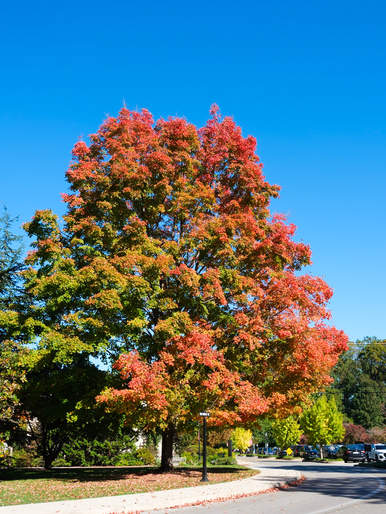 Tree on Macintosh Drive at Haverford