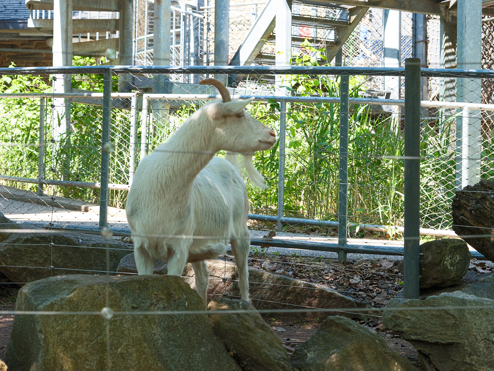Large Goat