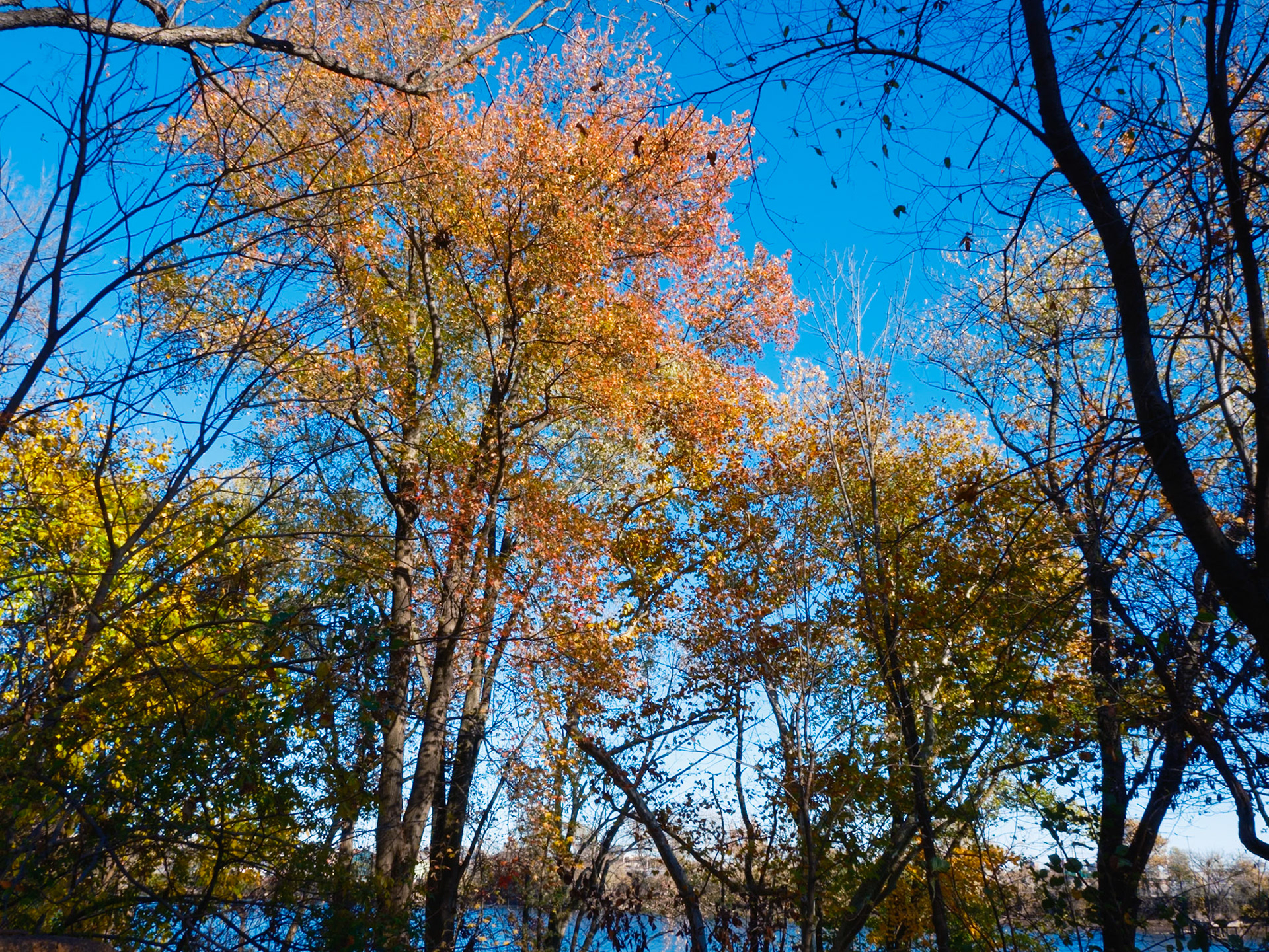 November View of Riverfront at Bartram’s