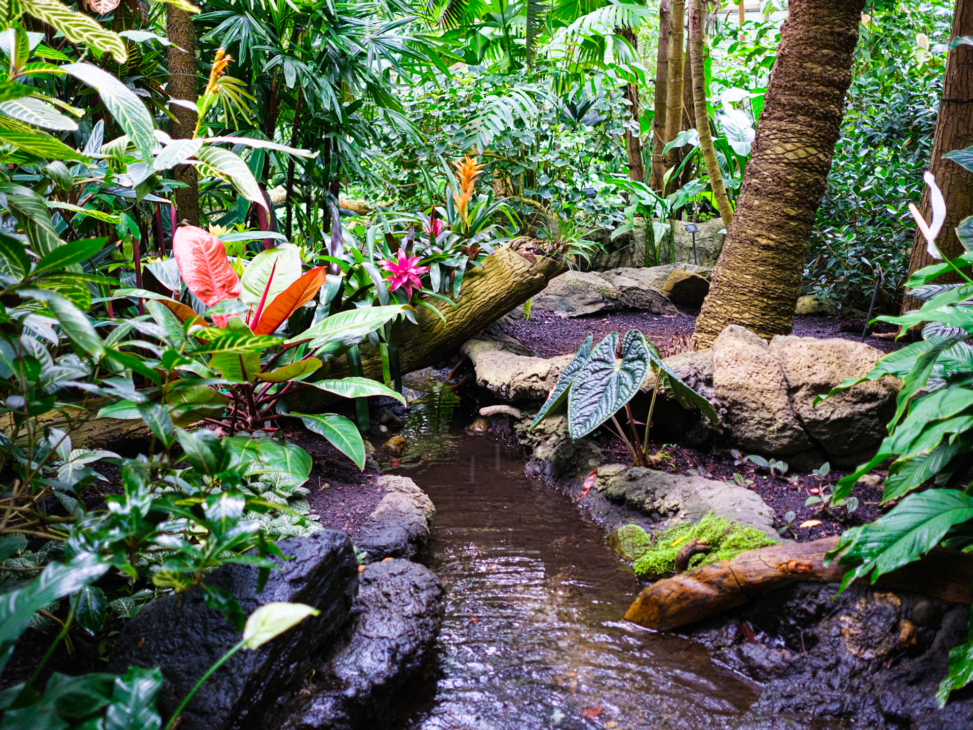 Tropical Hall With Stream at Brooklyn Botanic