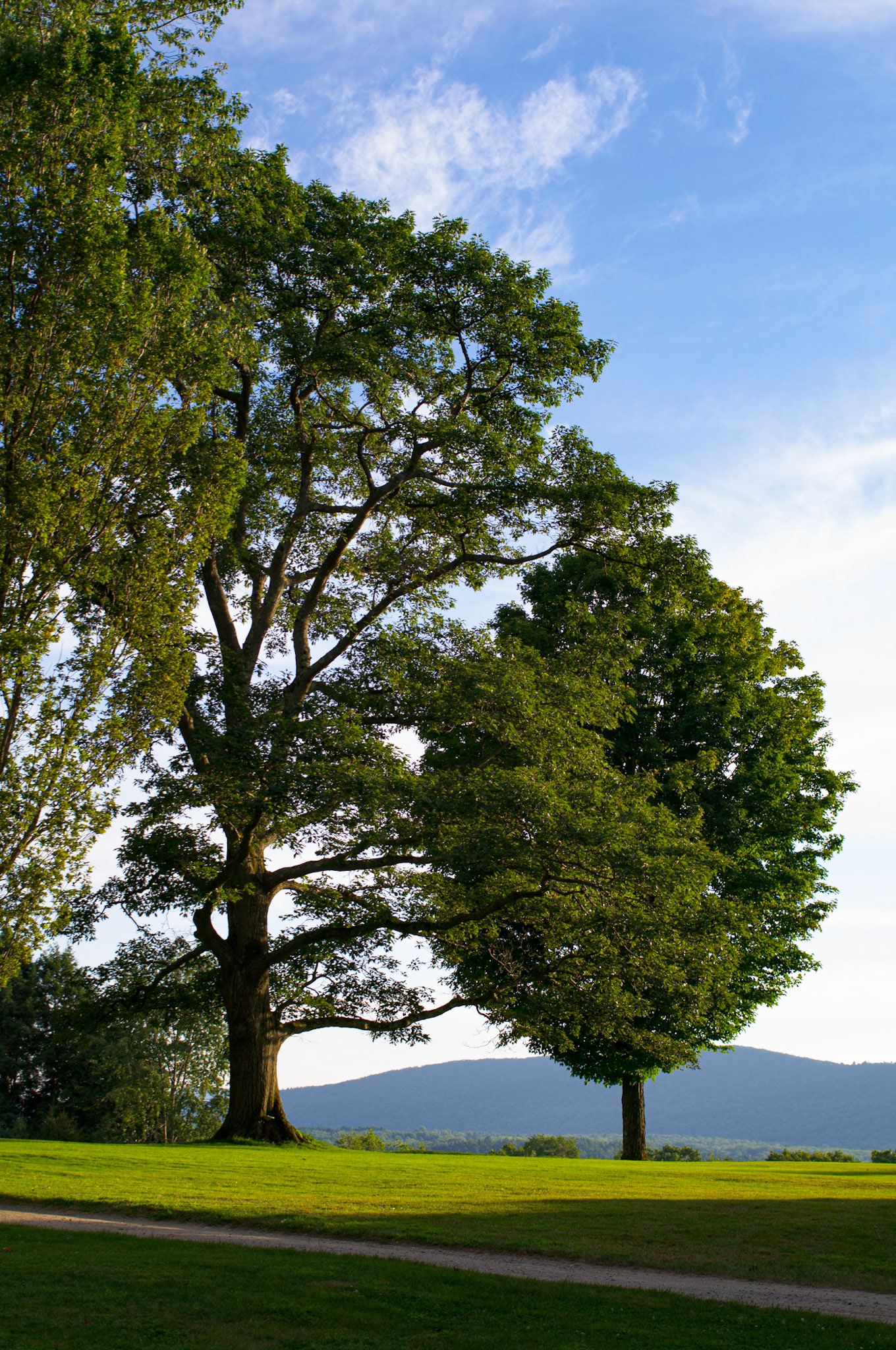 Lone Tree at Tanglewood