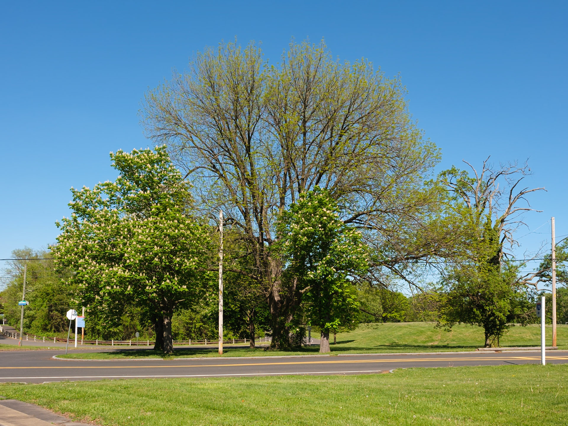 Flowering Trees on Lansdowne Drive
