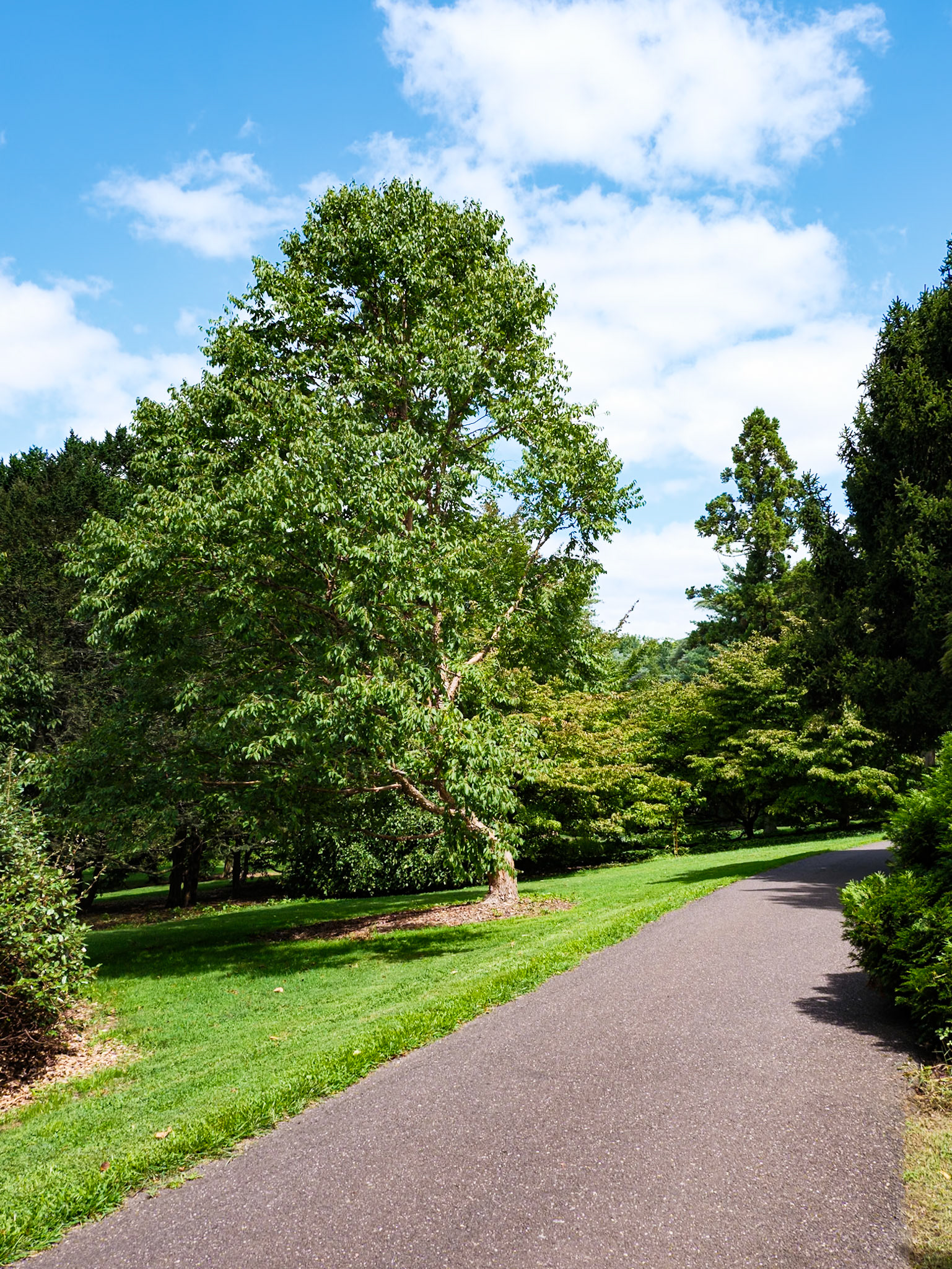 Old Tree with Twisted Trunk Morris Arboretum August 2024