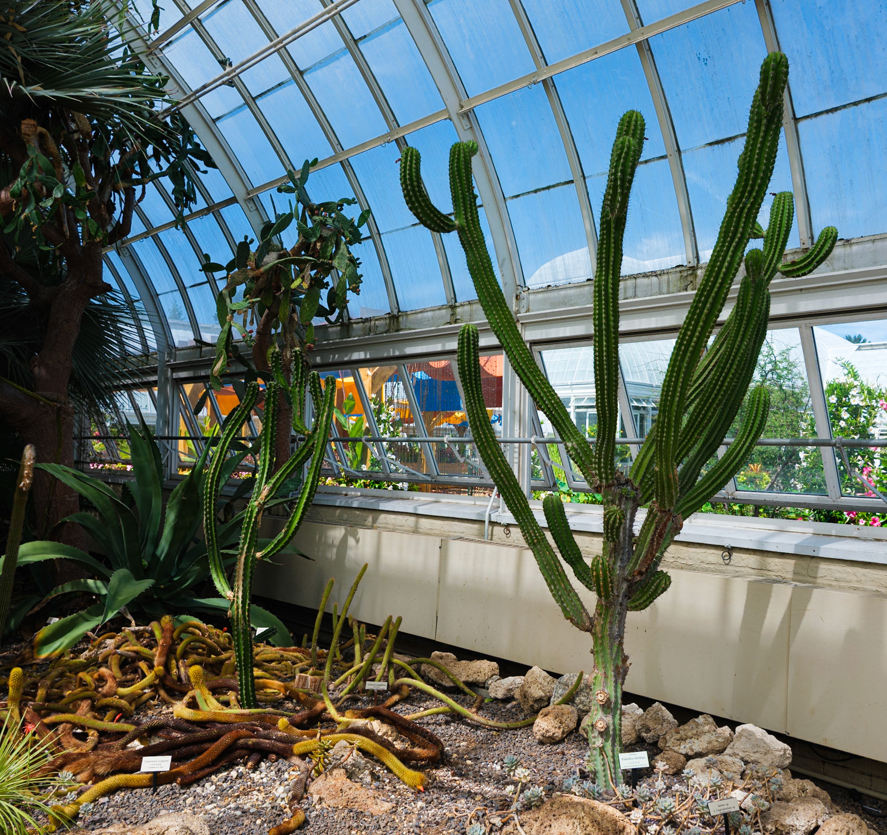 Chichipe Plant