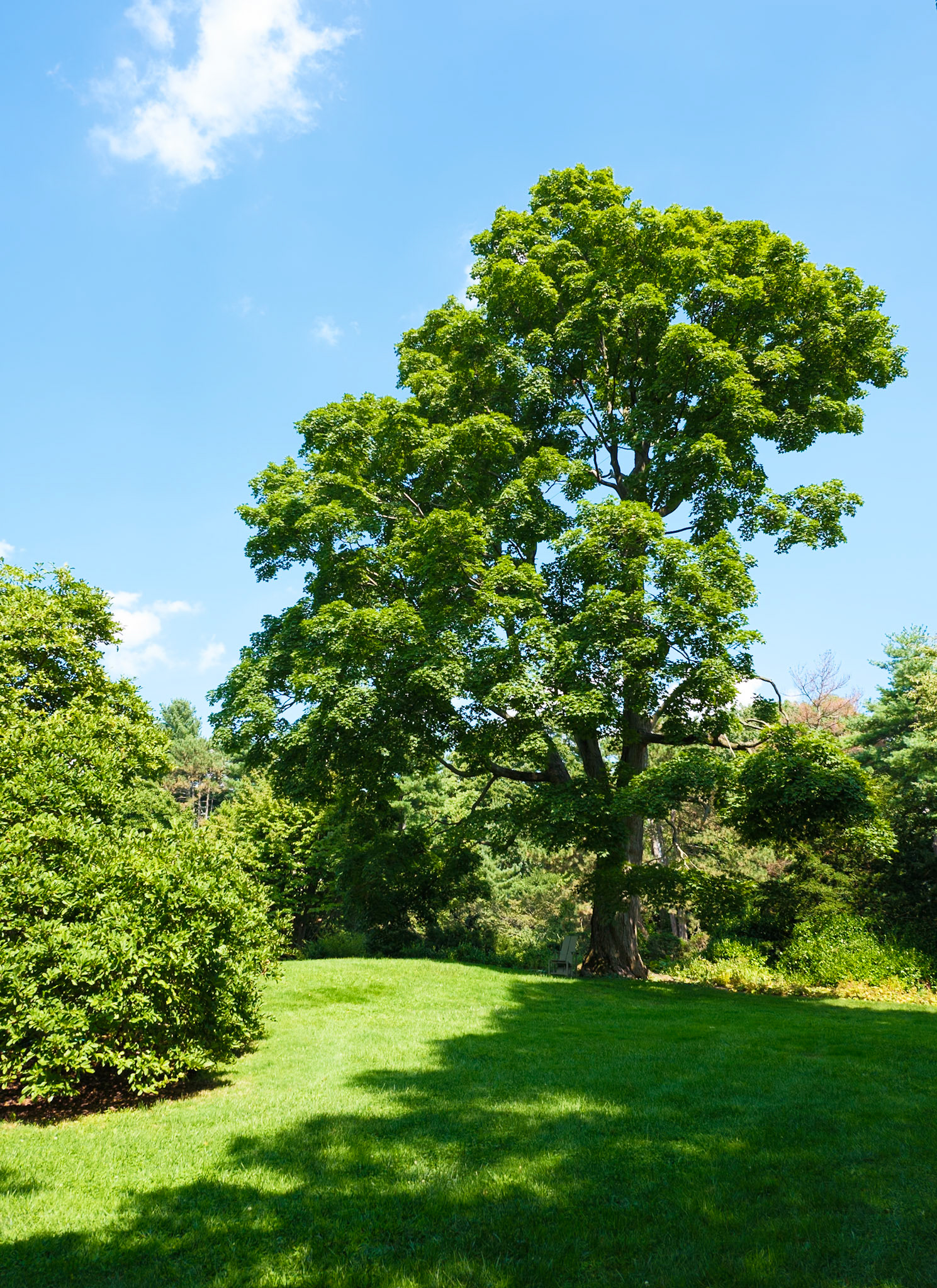 Another Old Tall Tree at Wave Hill August 2024