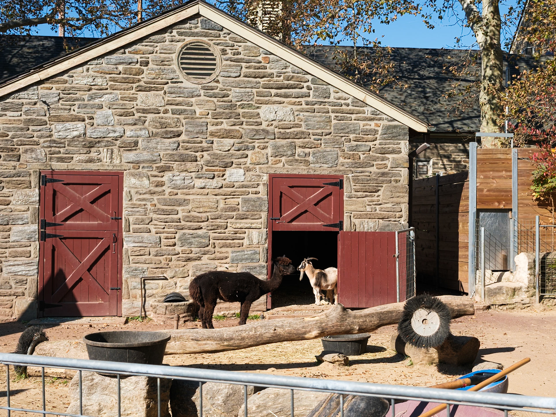 Yard With Goats