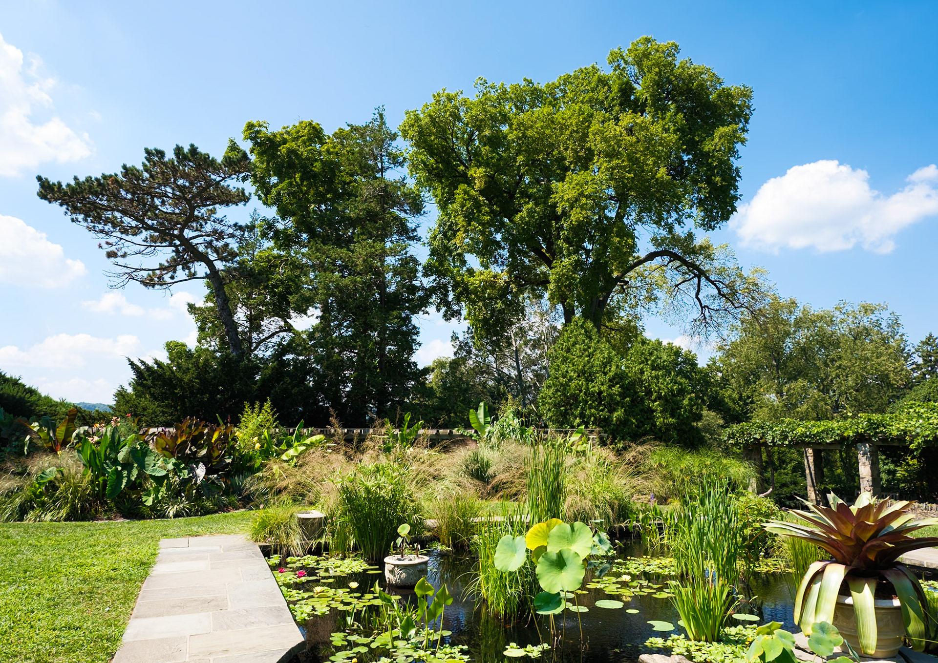 Water Lillies and Tall Trees Wave Hill August 2024