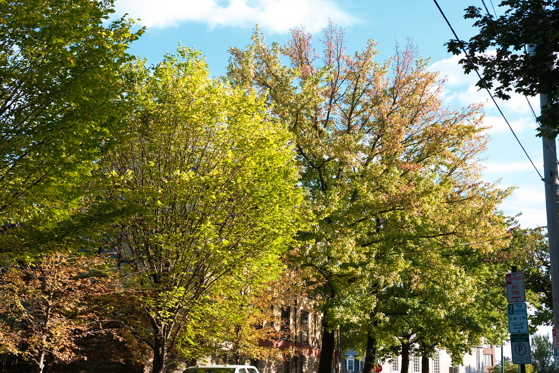 Final Greenery on Bethlehem  Pike