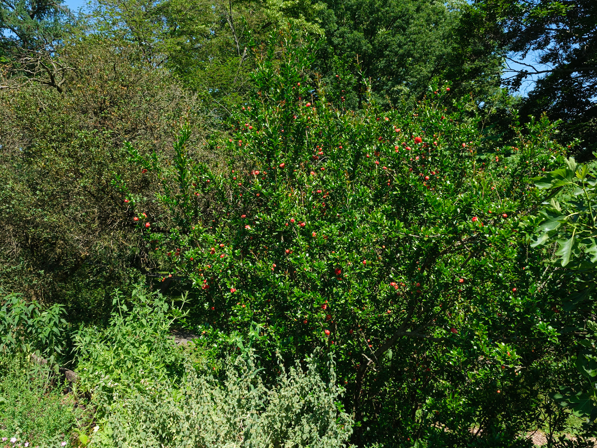 Bush Speckled with Red at Bartram's