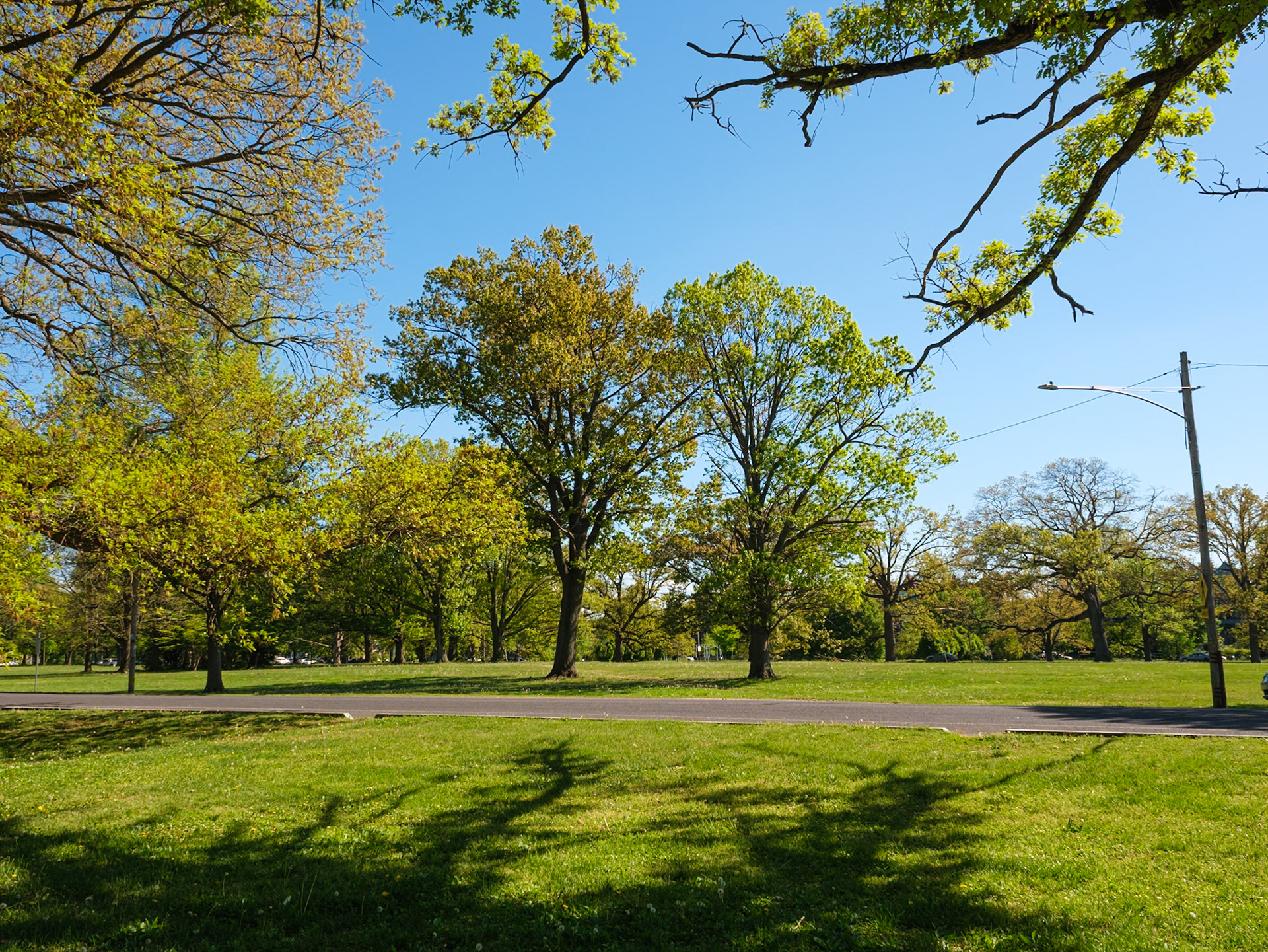 Pair of Older Trees along Republic Avenue