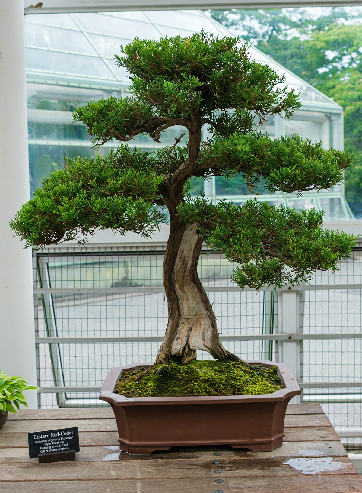 Eastern Red Cedar Bonsai at Brooklyn Botanic