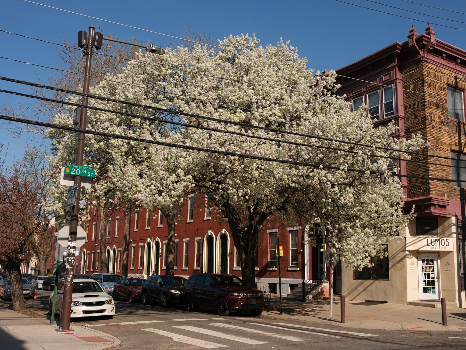 Another View of Blooms on North 20th and Green Streets