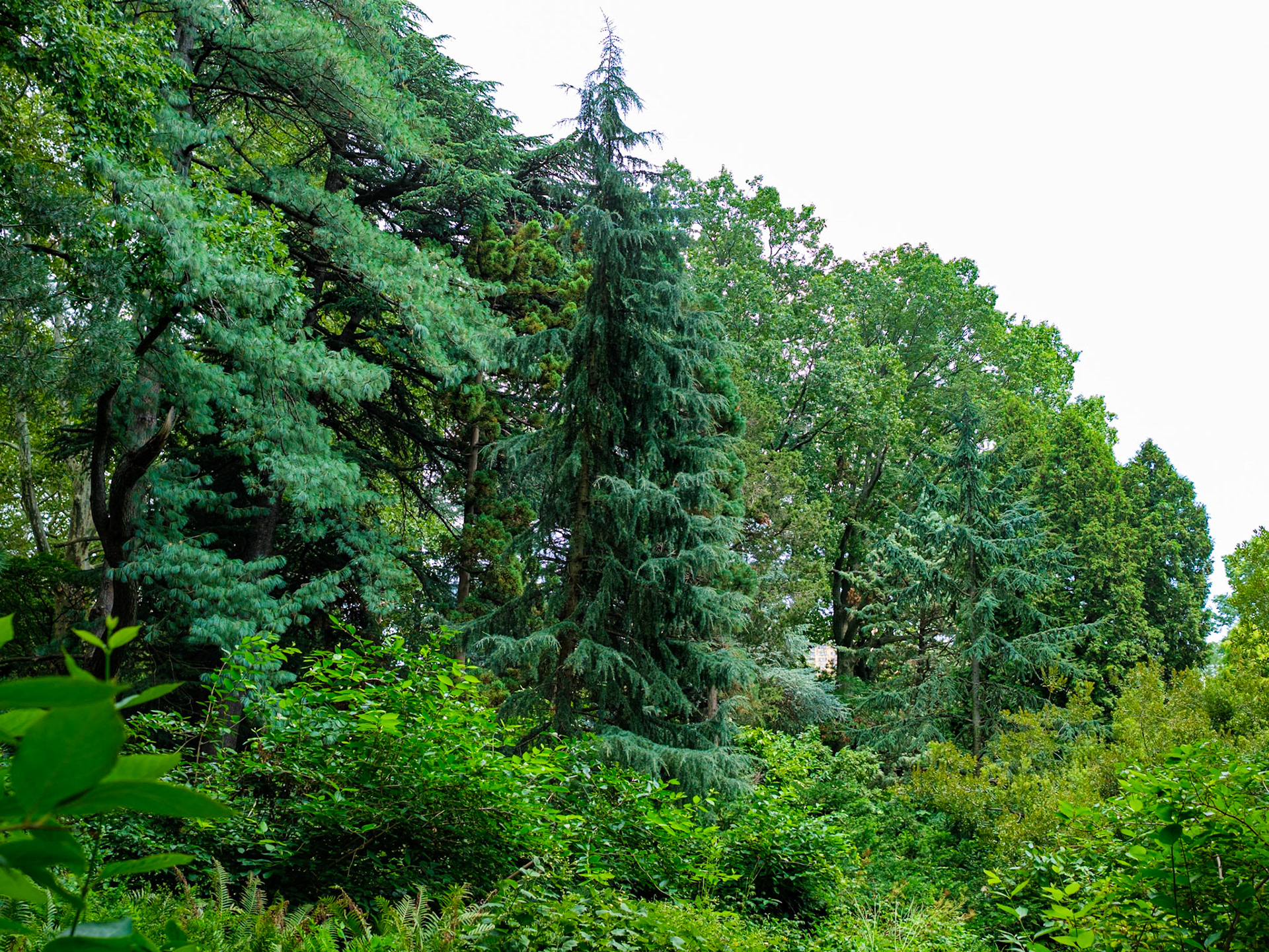 Pine Trees Brooklyn Botanic