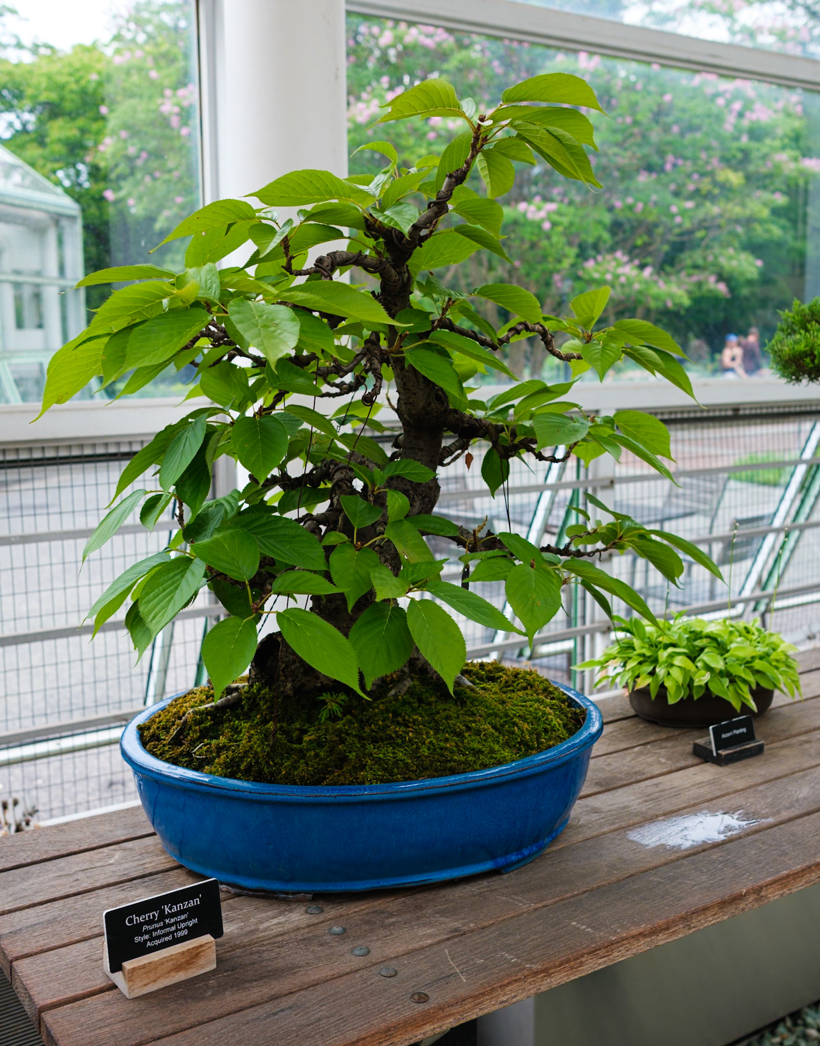 Cherry Kanzan Bonsai at Brooklyn Botanic