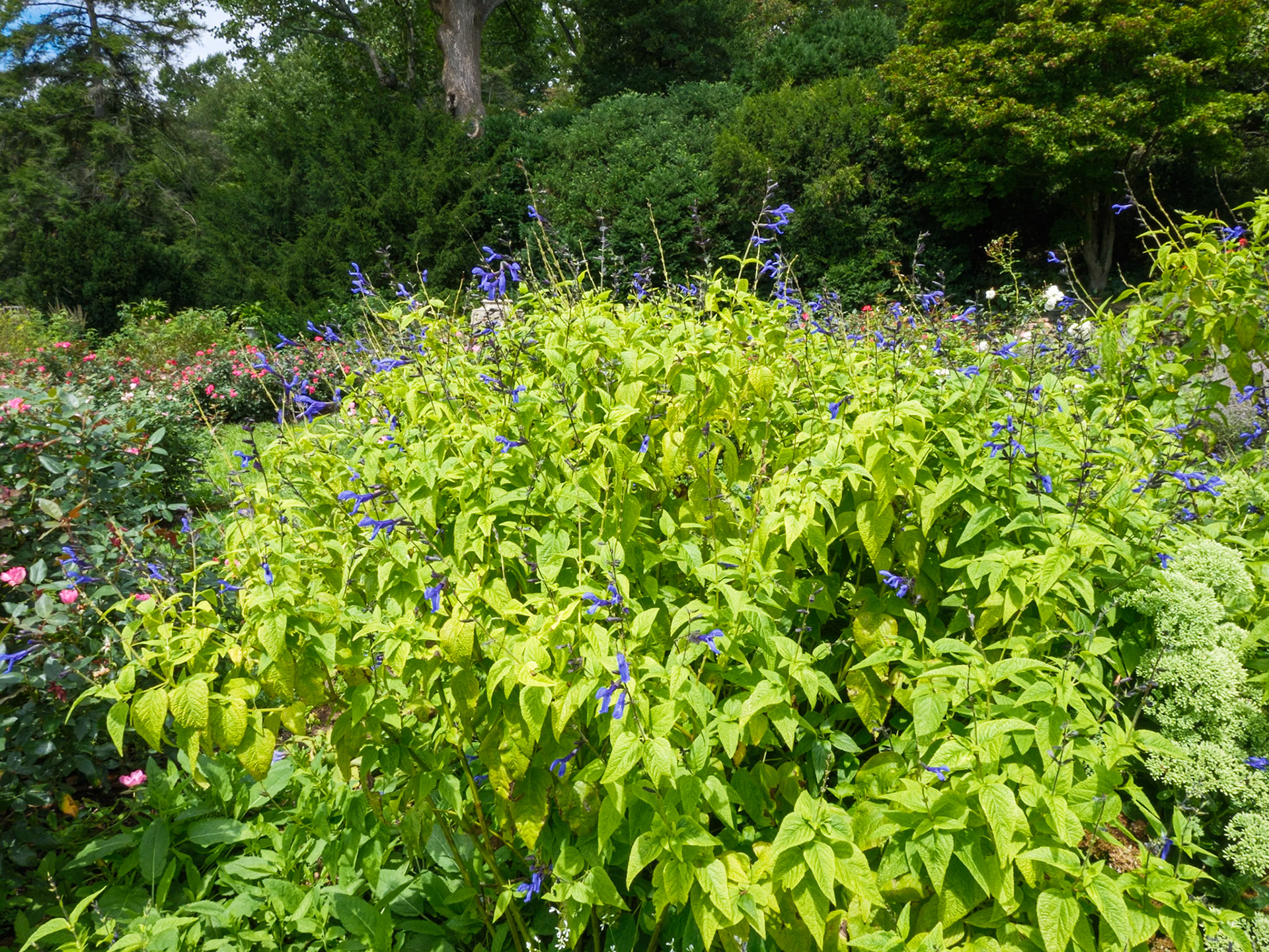 Bush with Blue Orchids Morris Arboretum August 2024