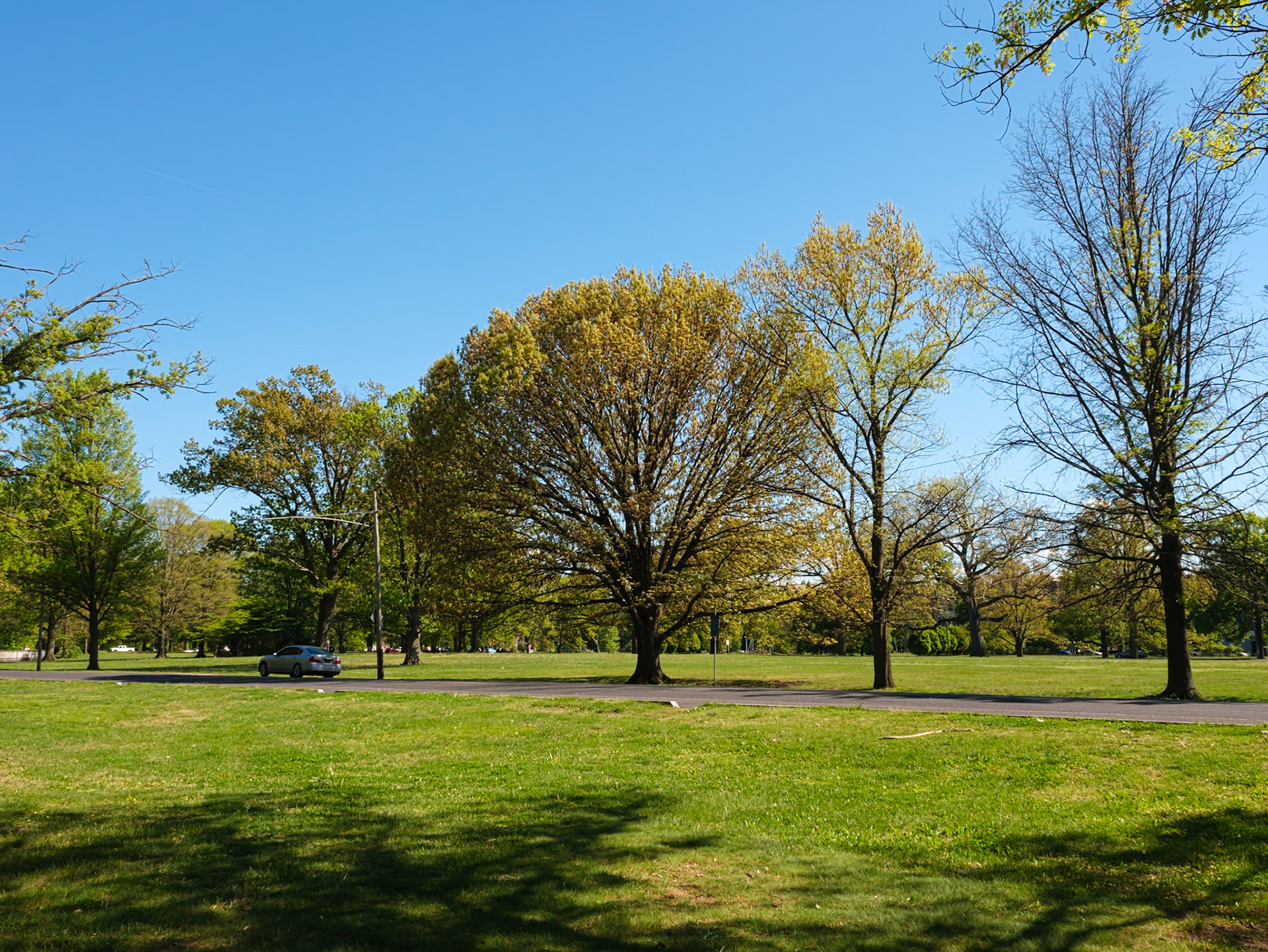 Looking Southeast at Older Trees and a Bare Tree