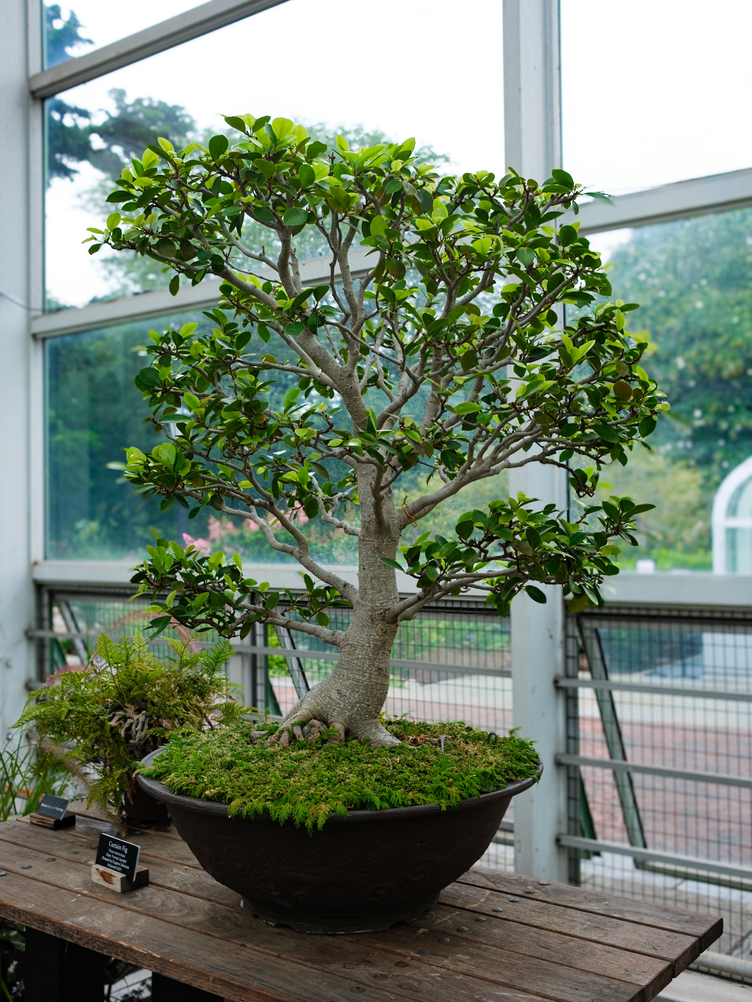 Curtain Fig Bonsai at Brooklyn Botanic