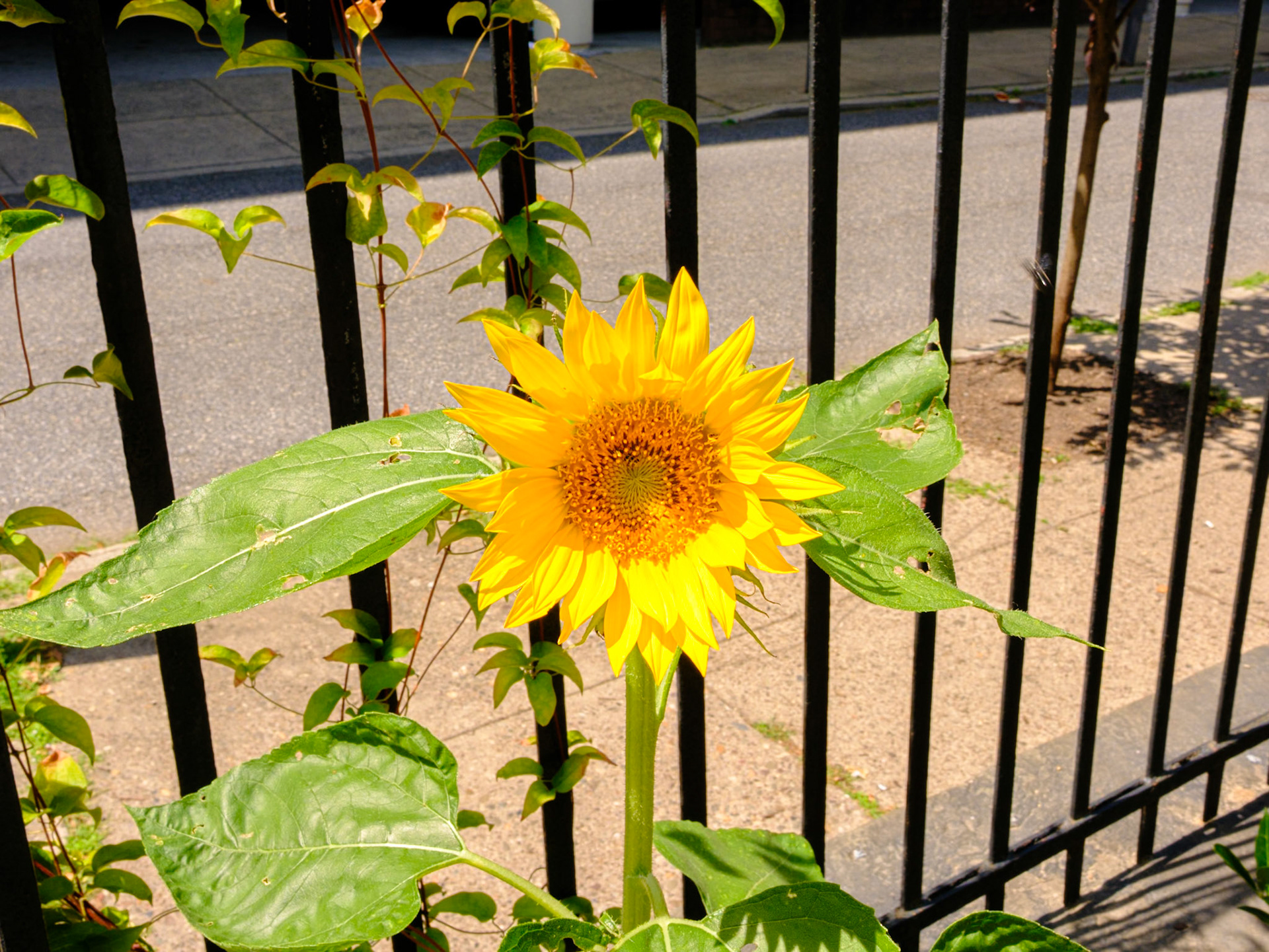 Sunflower at St Clement