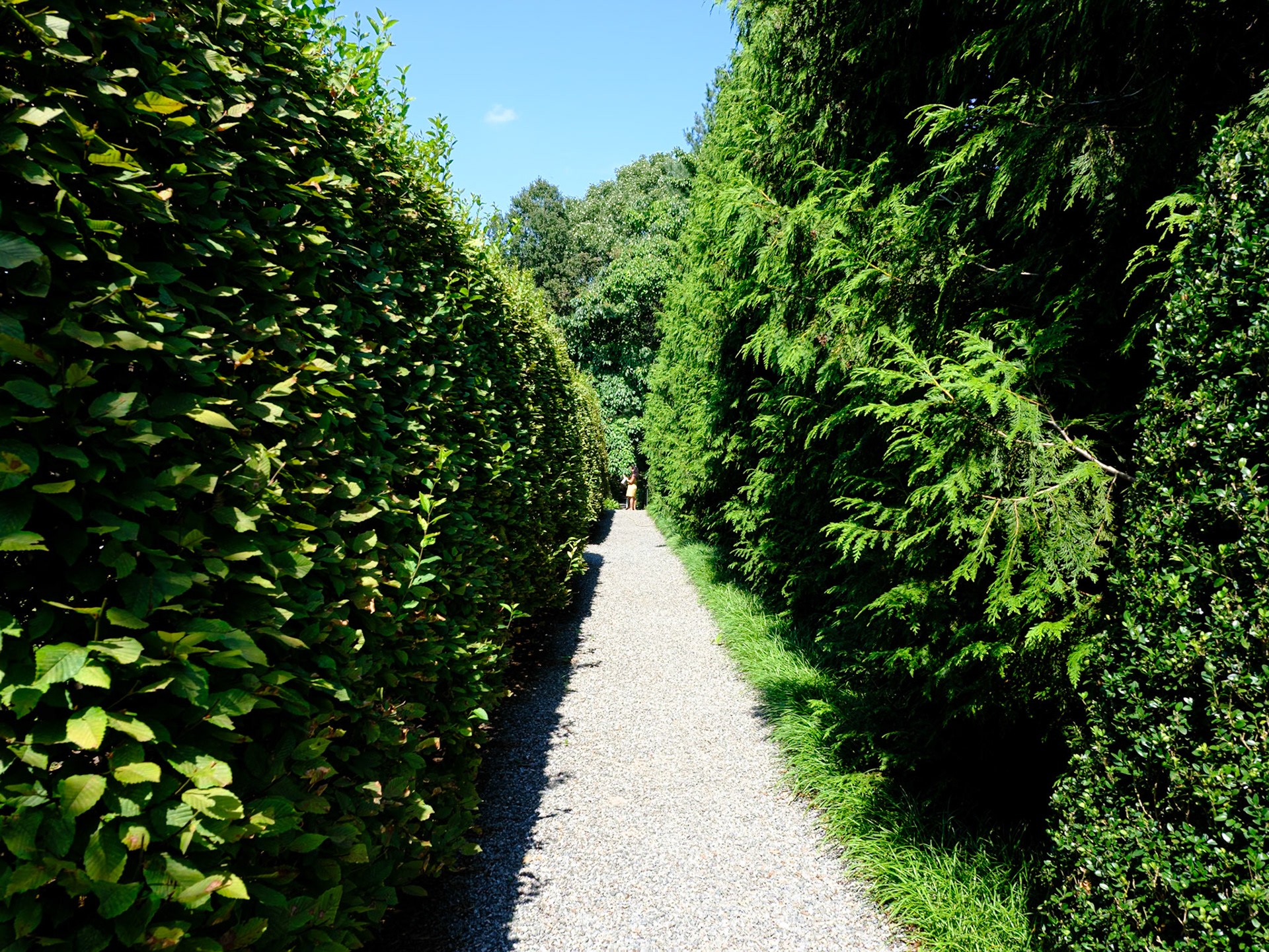 A Walk Between Tall Hedges Wave Hill August 2024