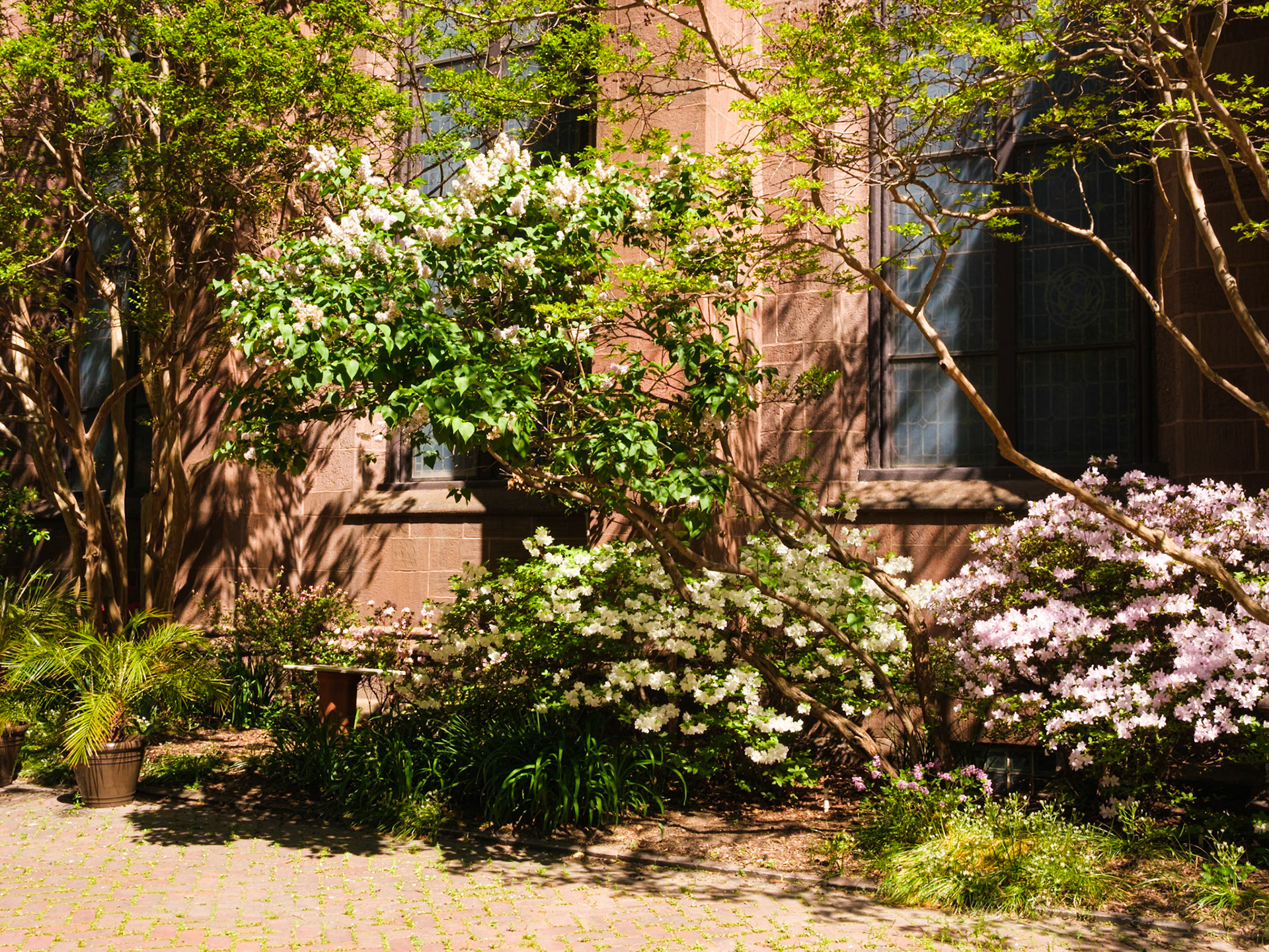 Flowering Bushe at St Clement Church in April