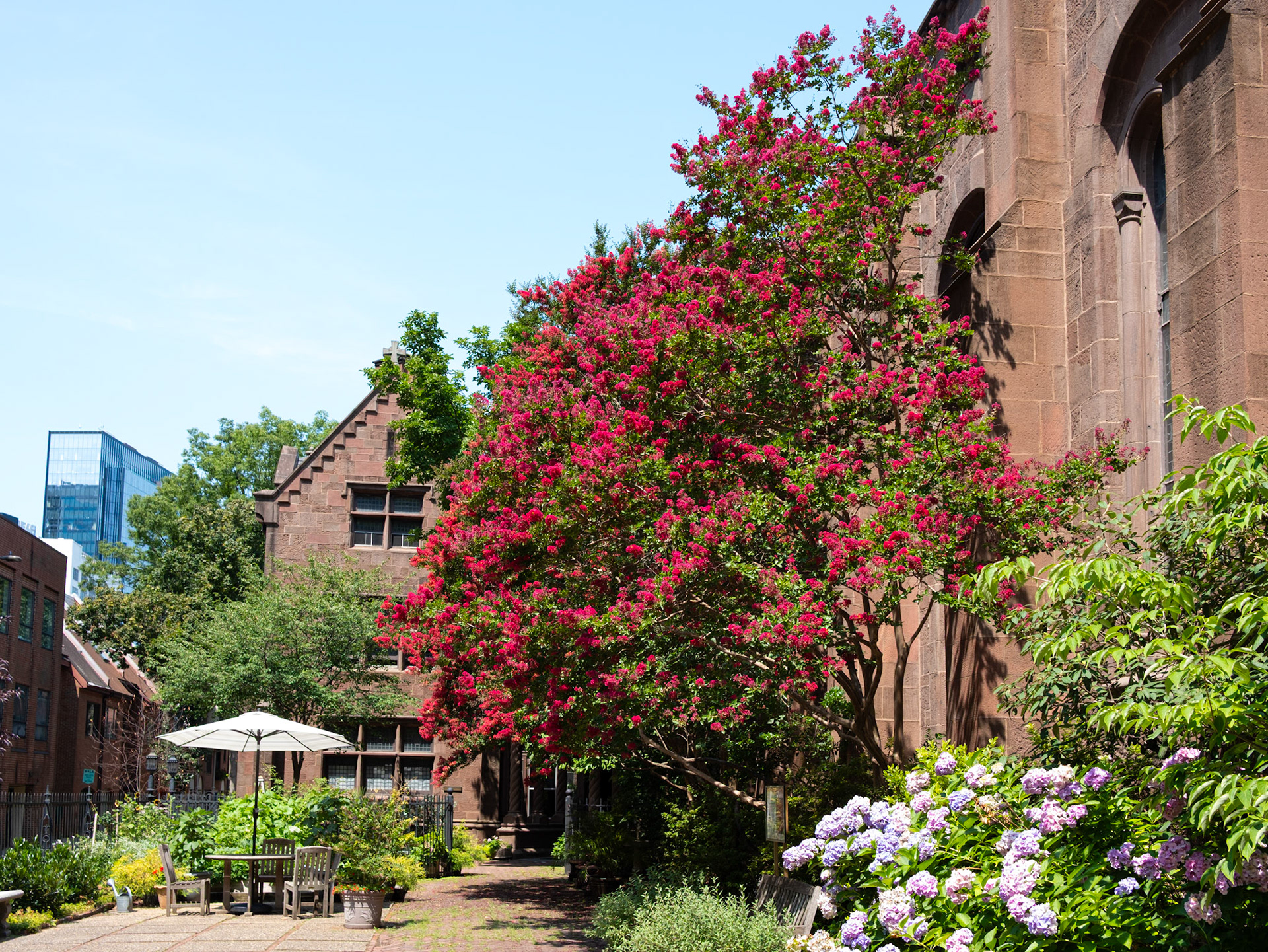 Flowering Tree at St Clement on 24 July 2026