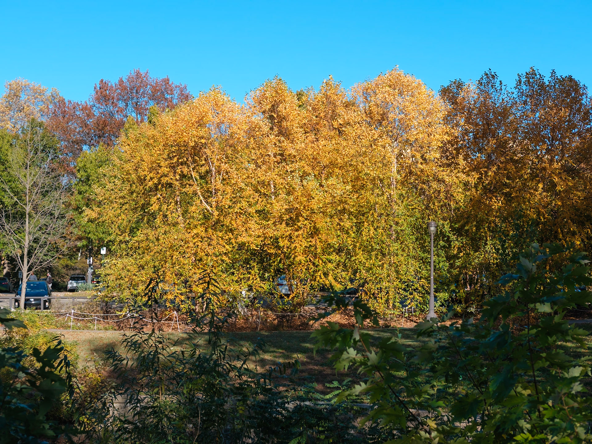 Wide Yellow Tree Near Fairmount Creek Walk