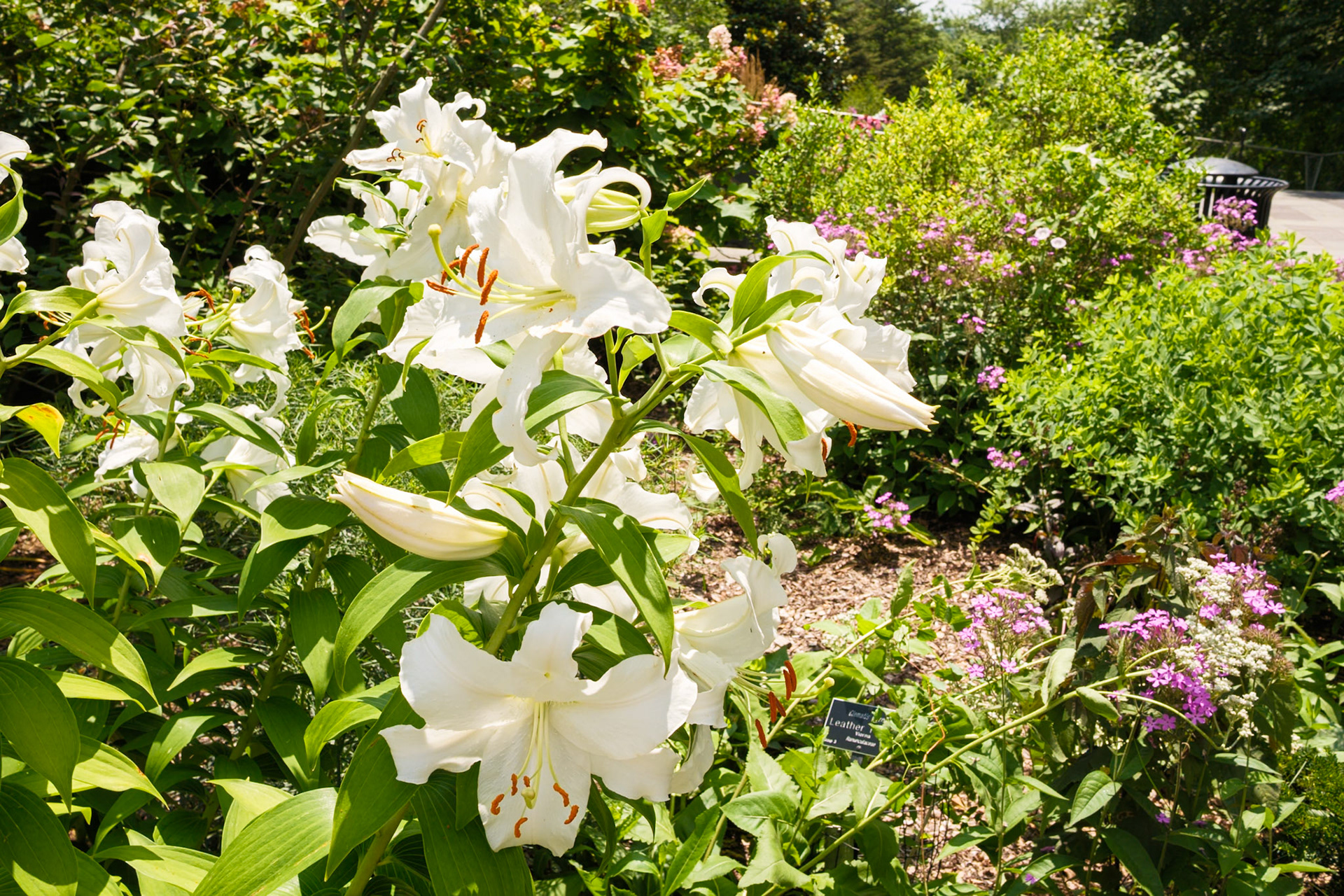 White Lillies at Swarthmore