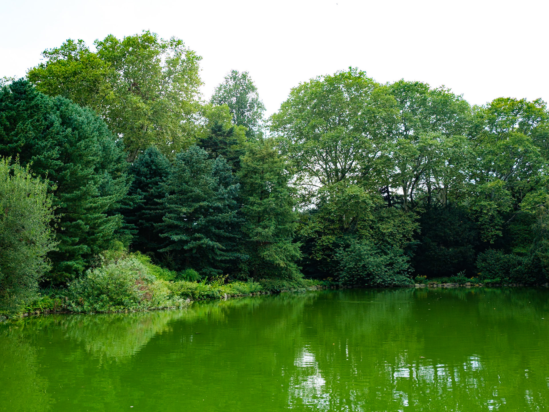 Japanese Garden and Pond at Brooklyn Botanic