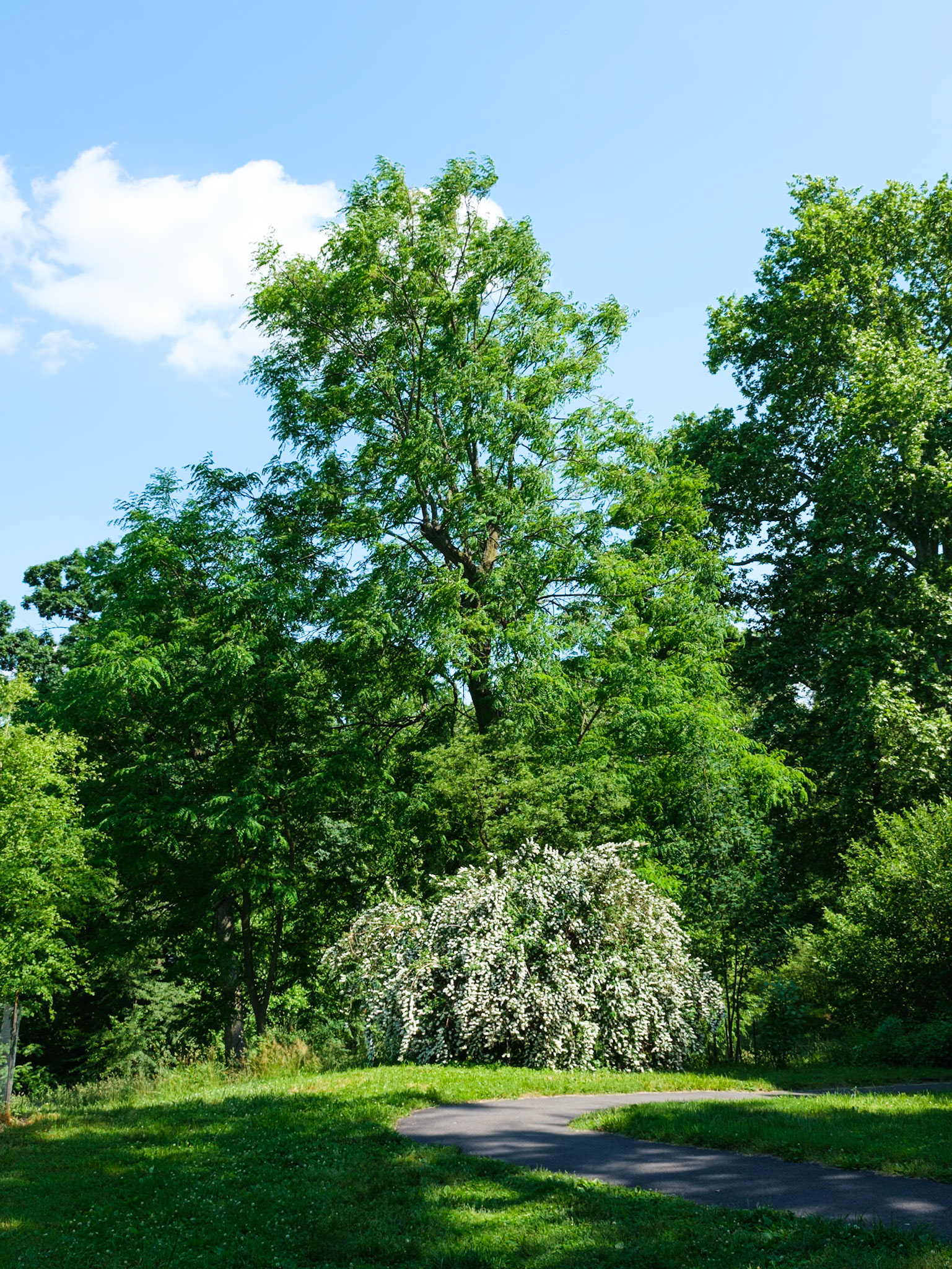 White Blossoming Bush and Tall Tree at Bartram's