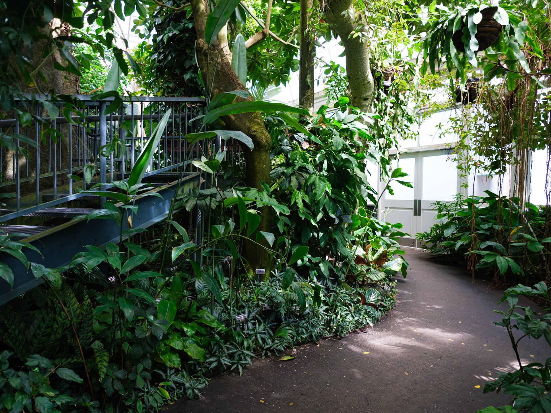 Stairs and Path in Tropical House