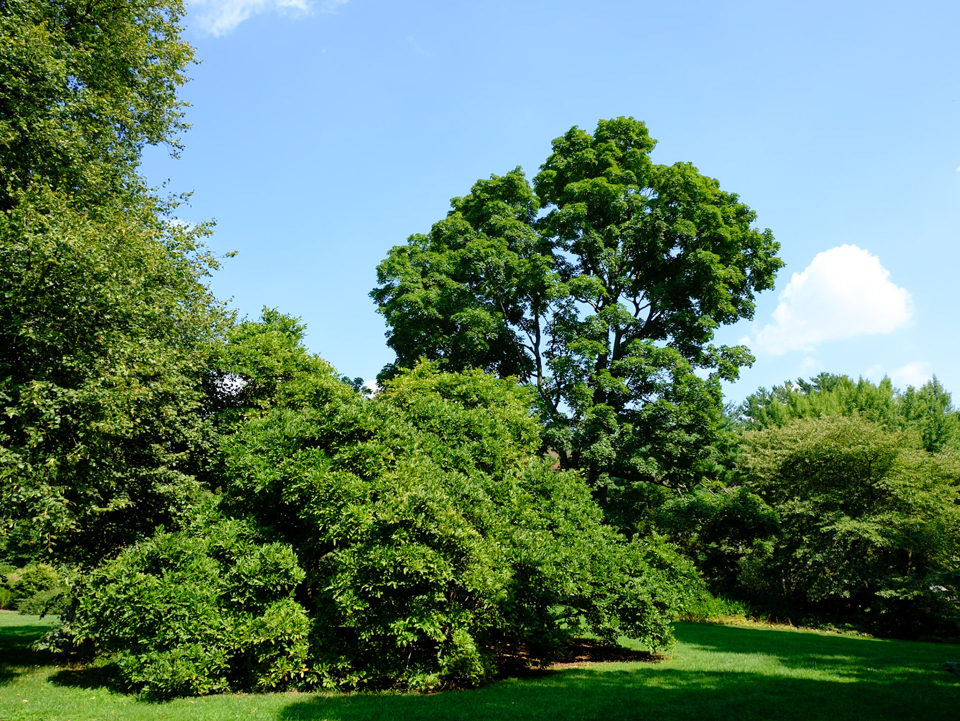 Old and Large Tree at Wave Hill August 2024