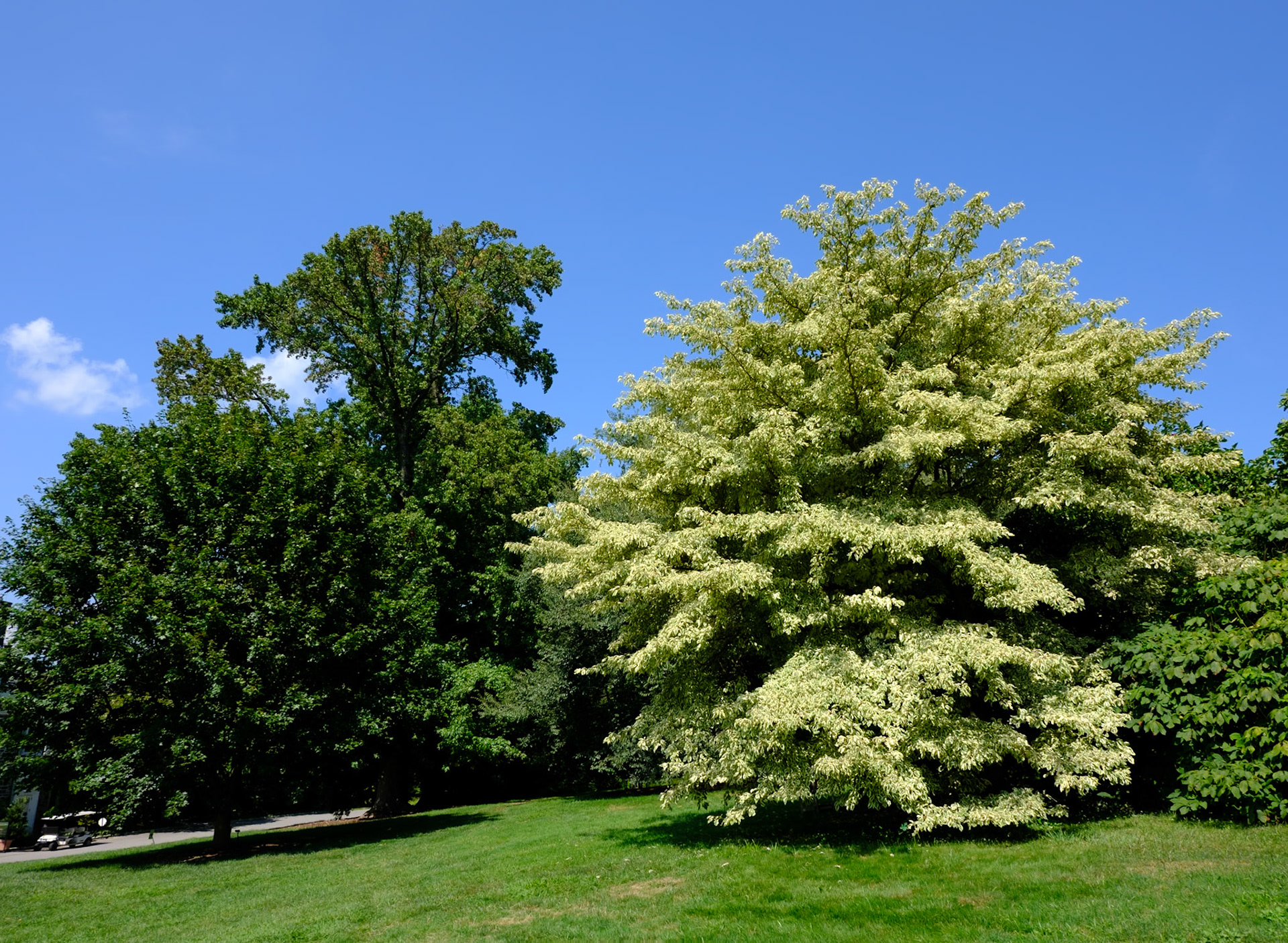 Close Up of White Leaf Tree at Wave Hill August 2024